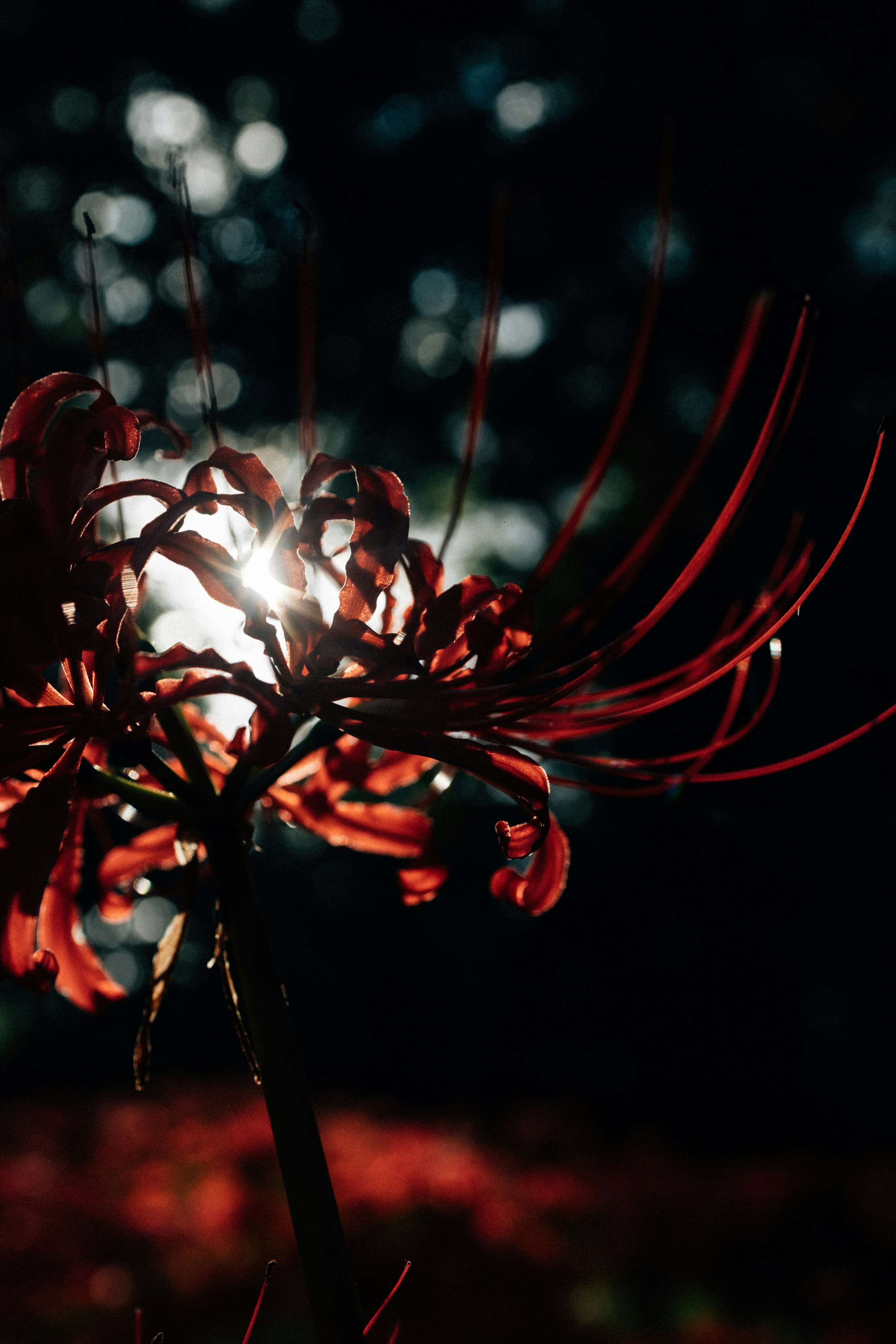 Photo by tsuyoshikozu