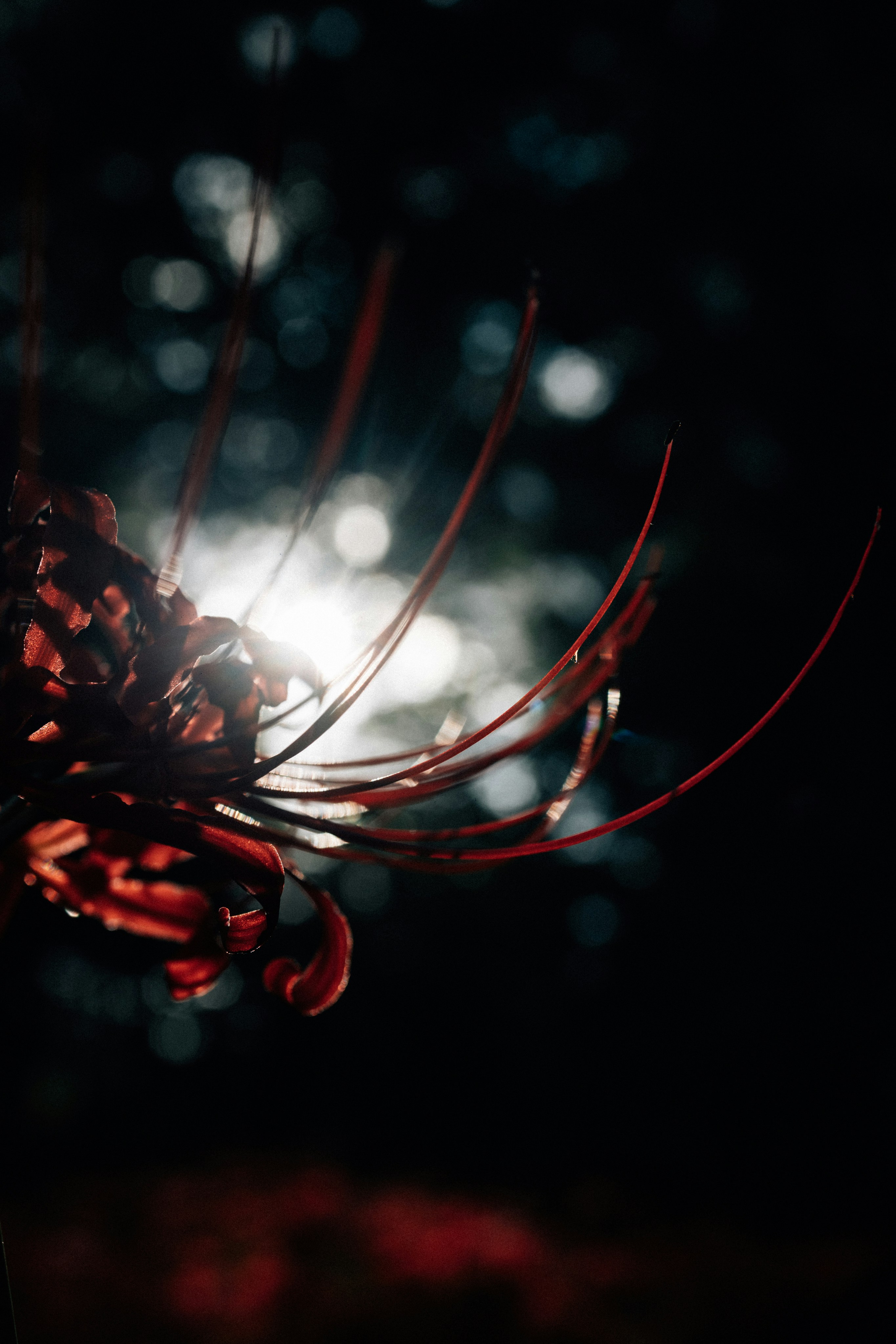 Photo by tsuyoshikozu