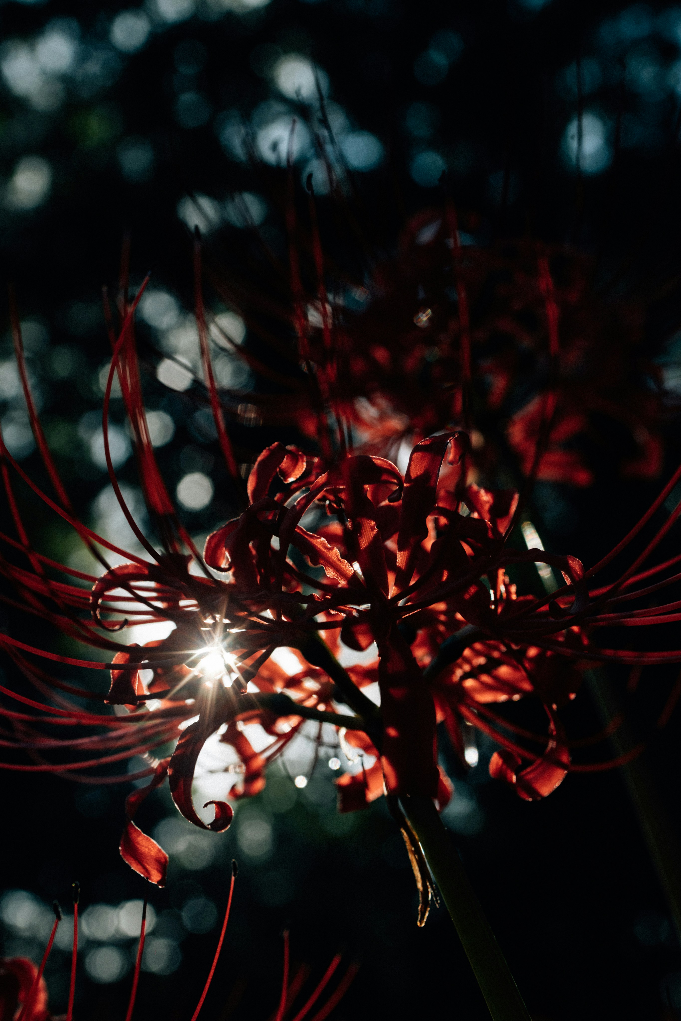 Photo by tsuyoshikozu