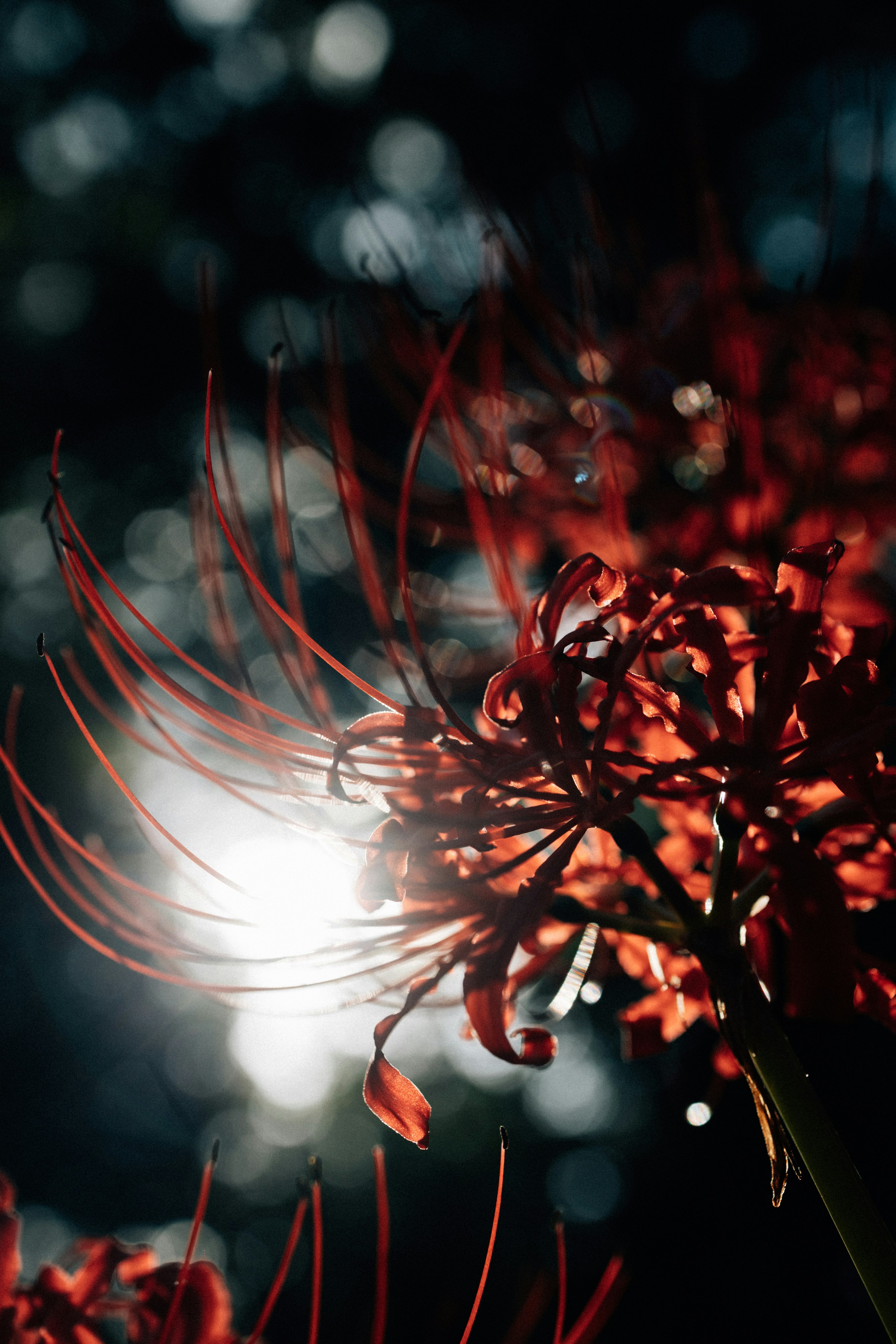 Photo by tsuyoshikozu