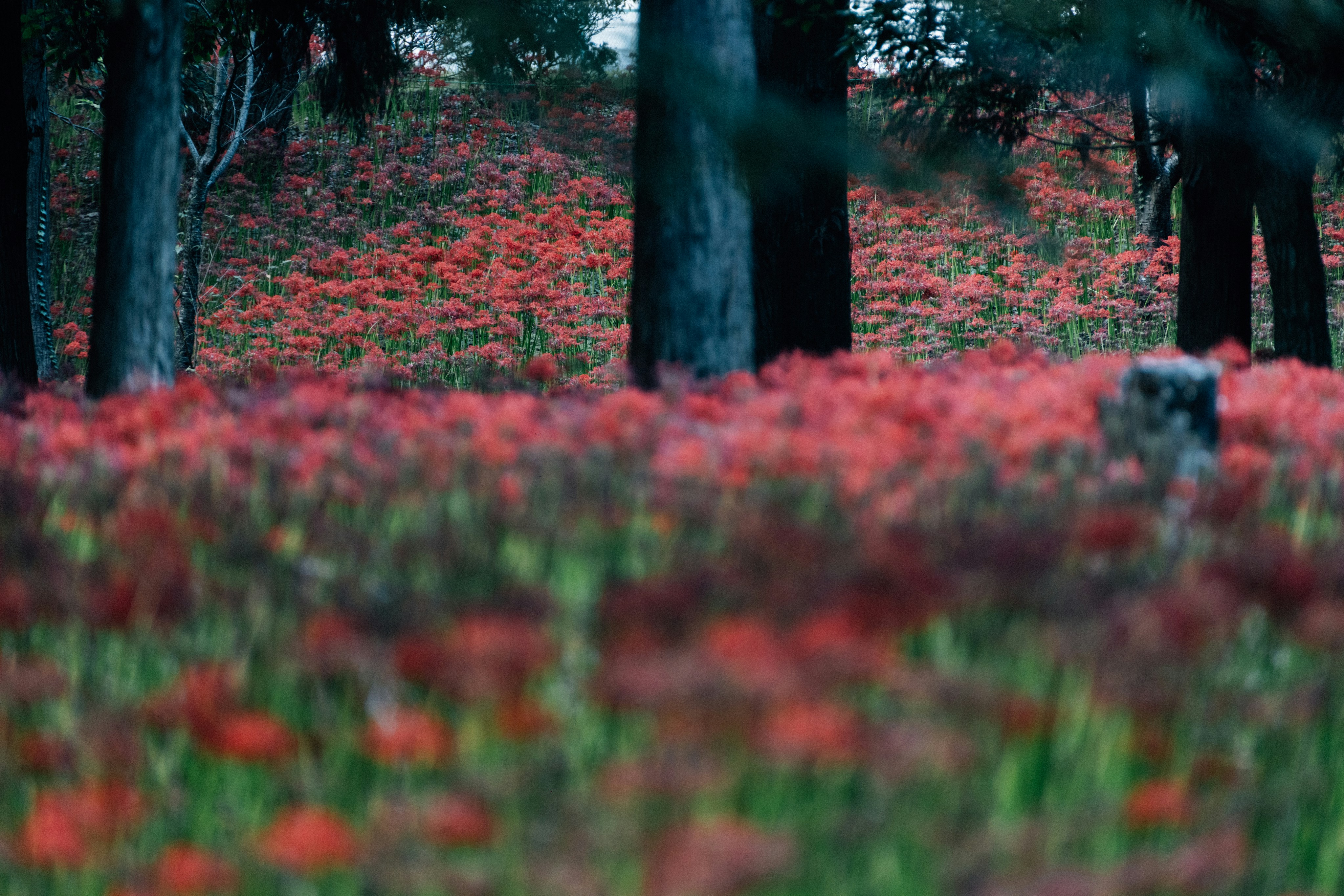 Photo by tsuyoshikozu