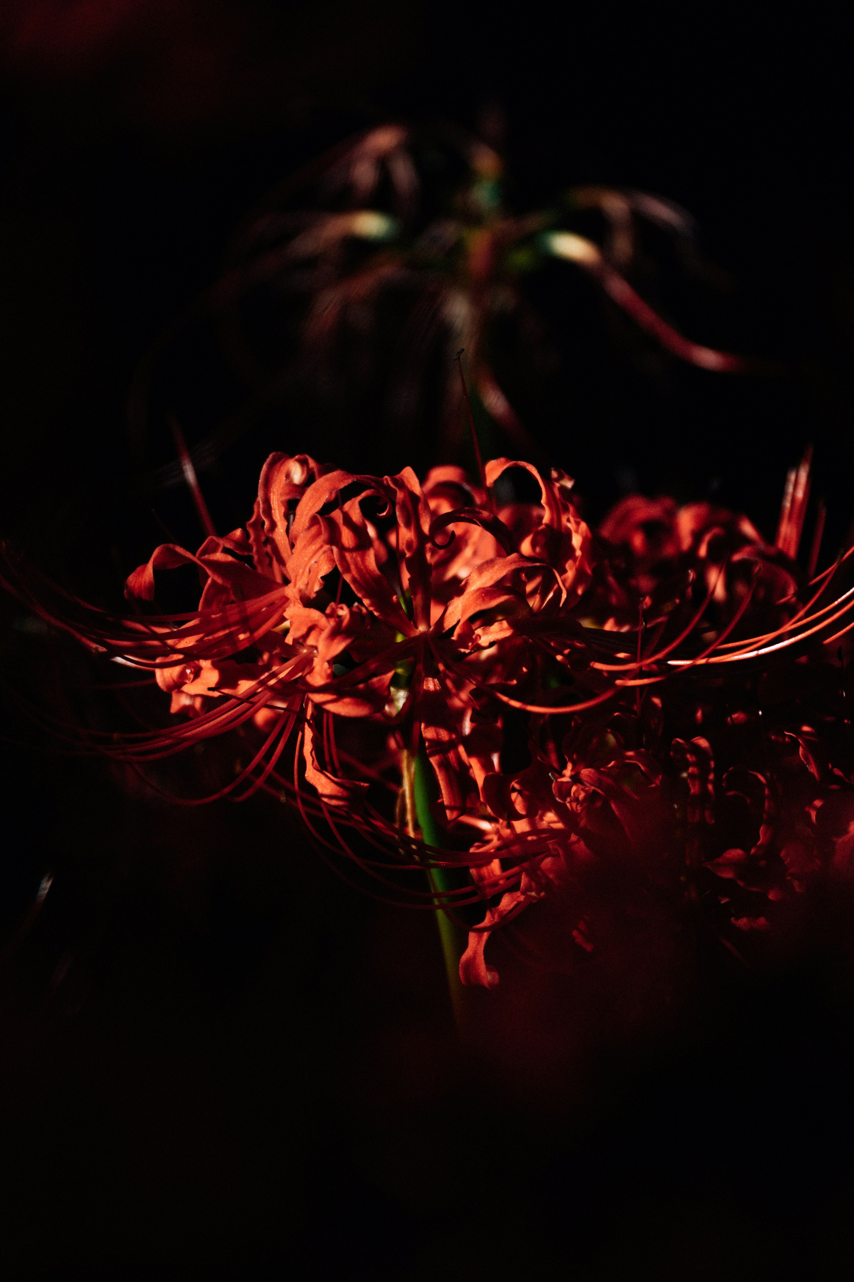 Photo by tsuyoshikozu