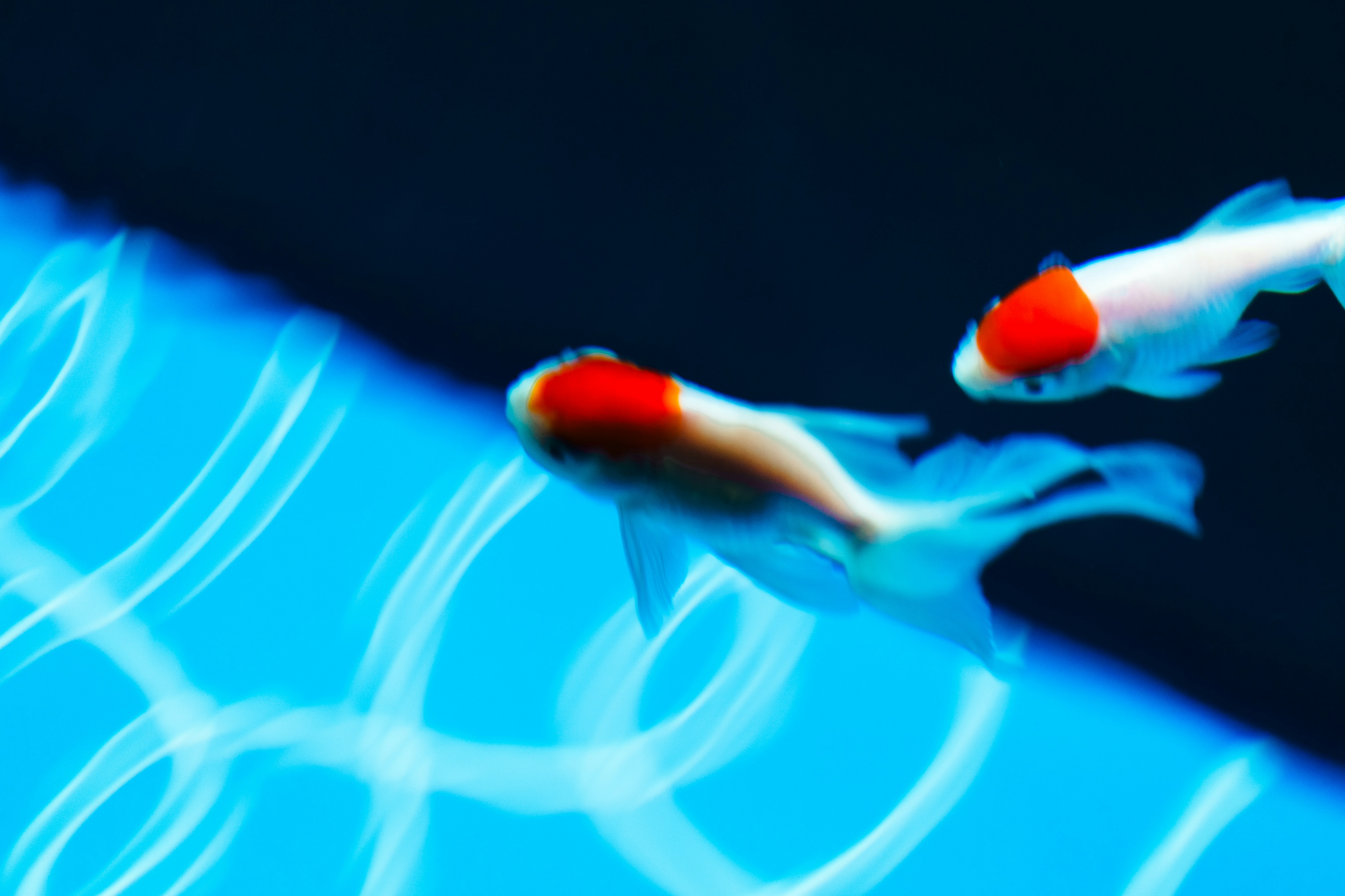 Two goldfish swim in bright blue water.