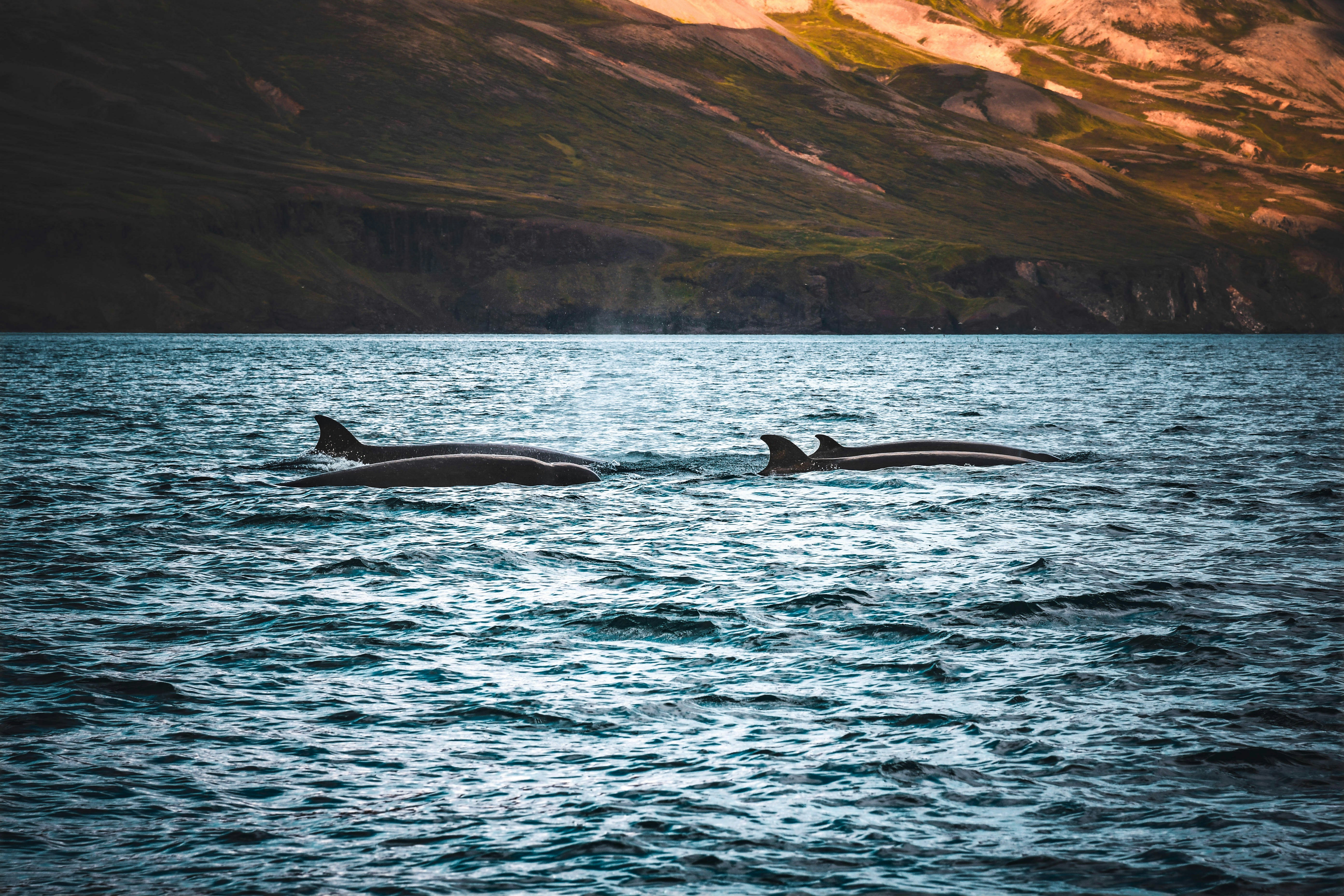Two whales swim in the ocean with mountains behind.