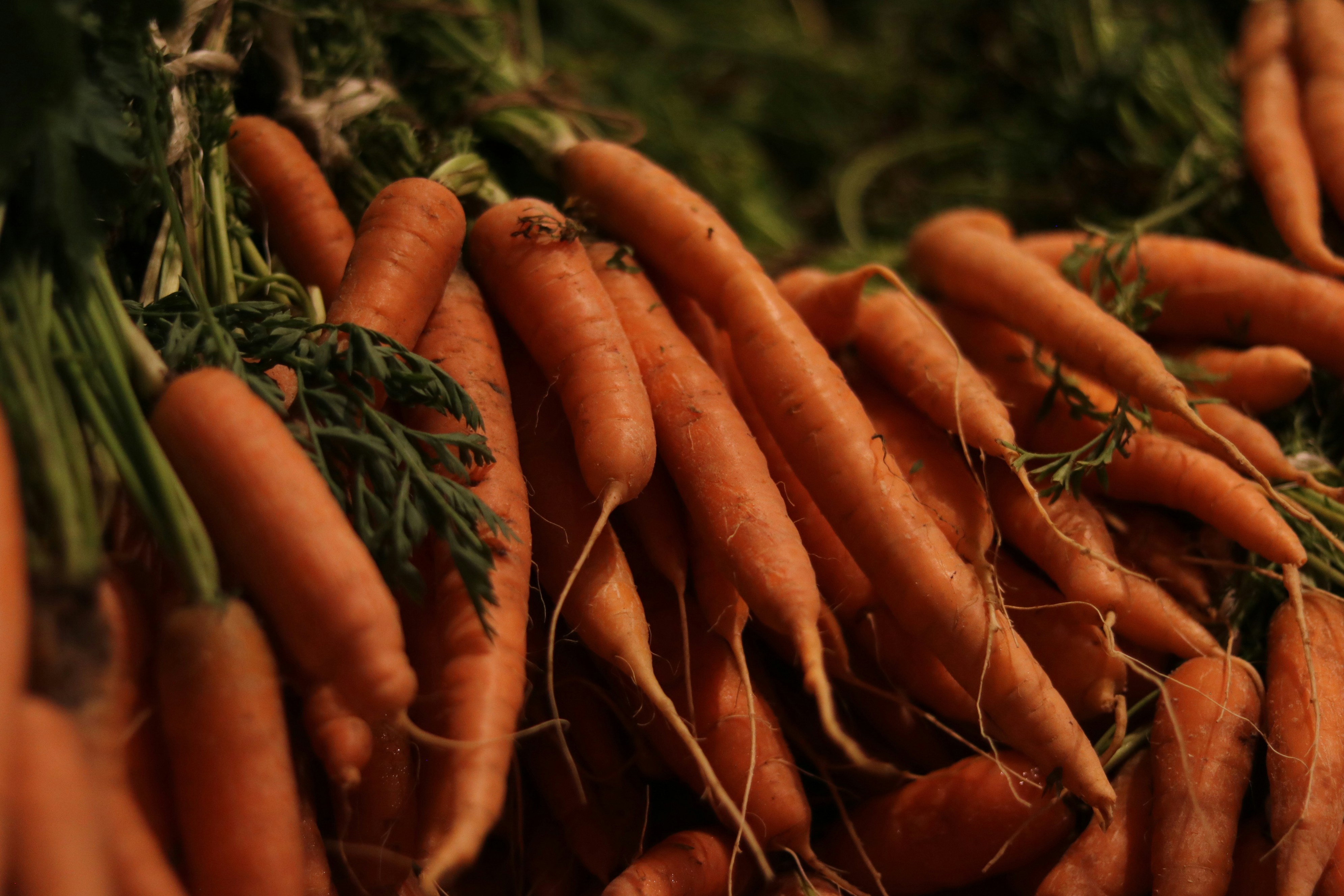 Zanahorias recién cosechadas con la parte superior verde