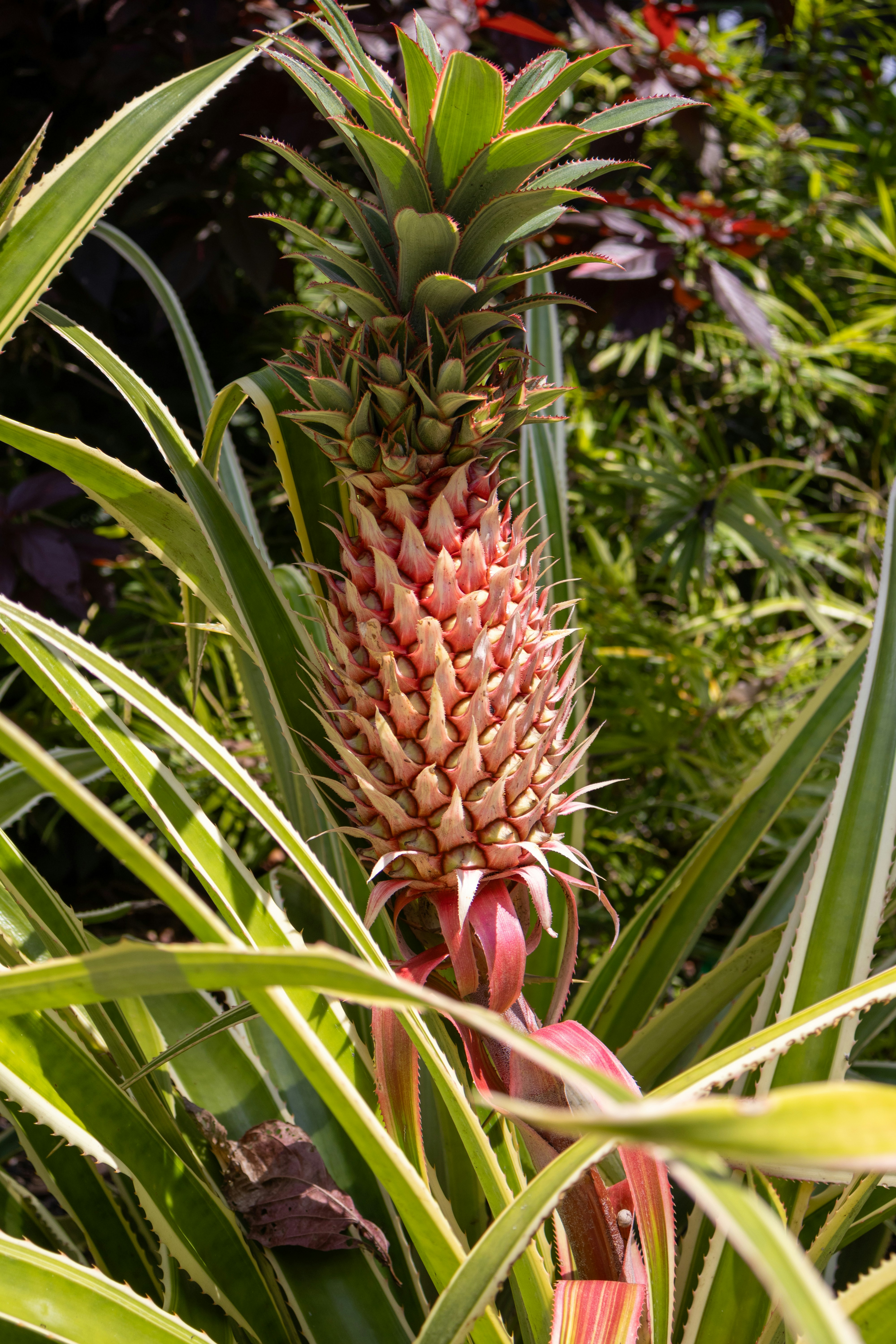 Photo by neugebauerdev