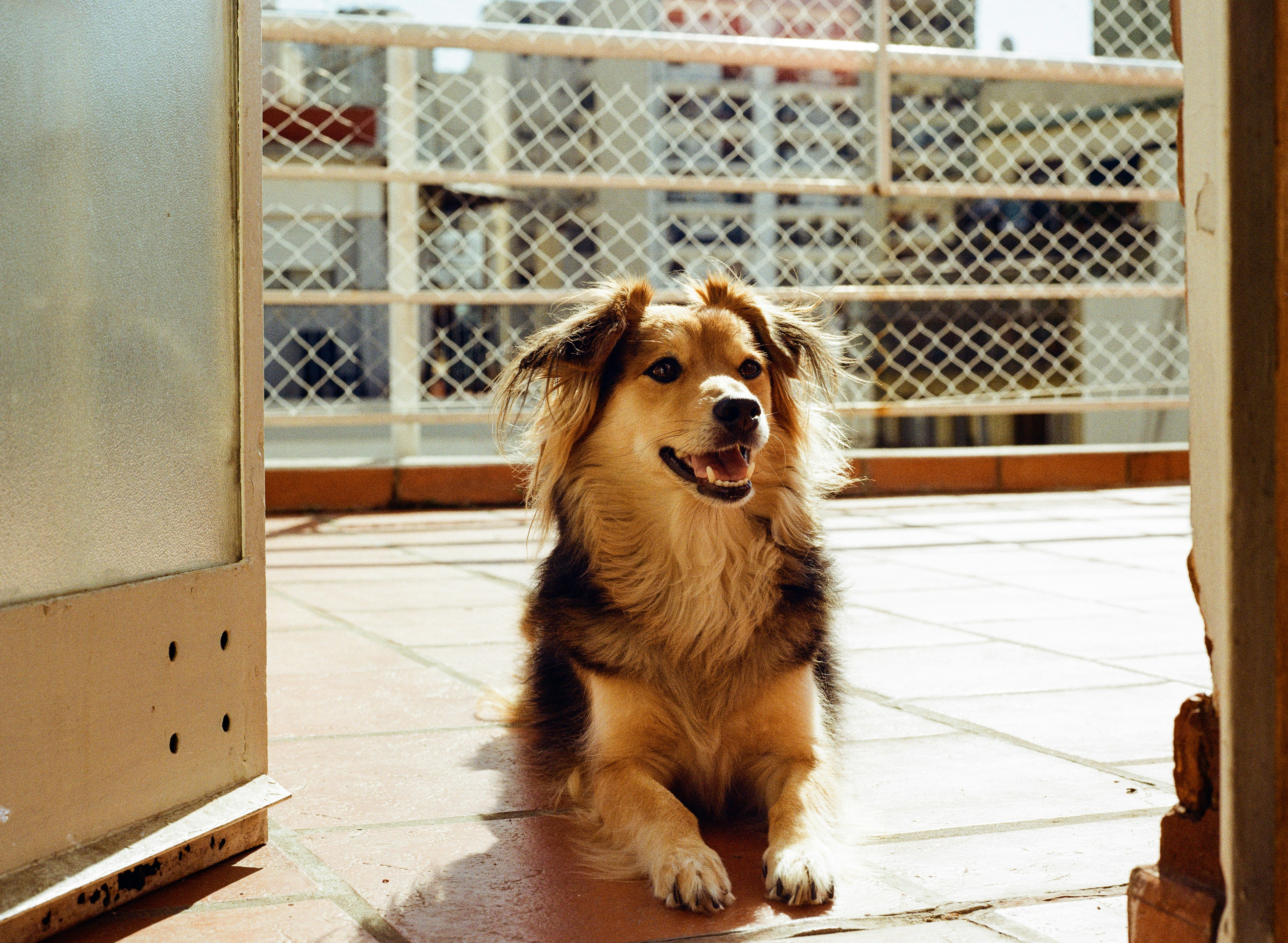 Excited Dog Greeting Owner At Home