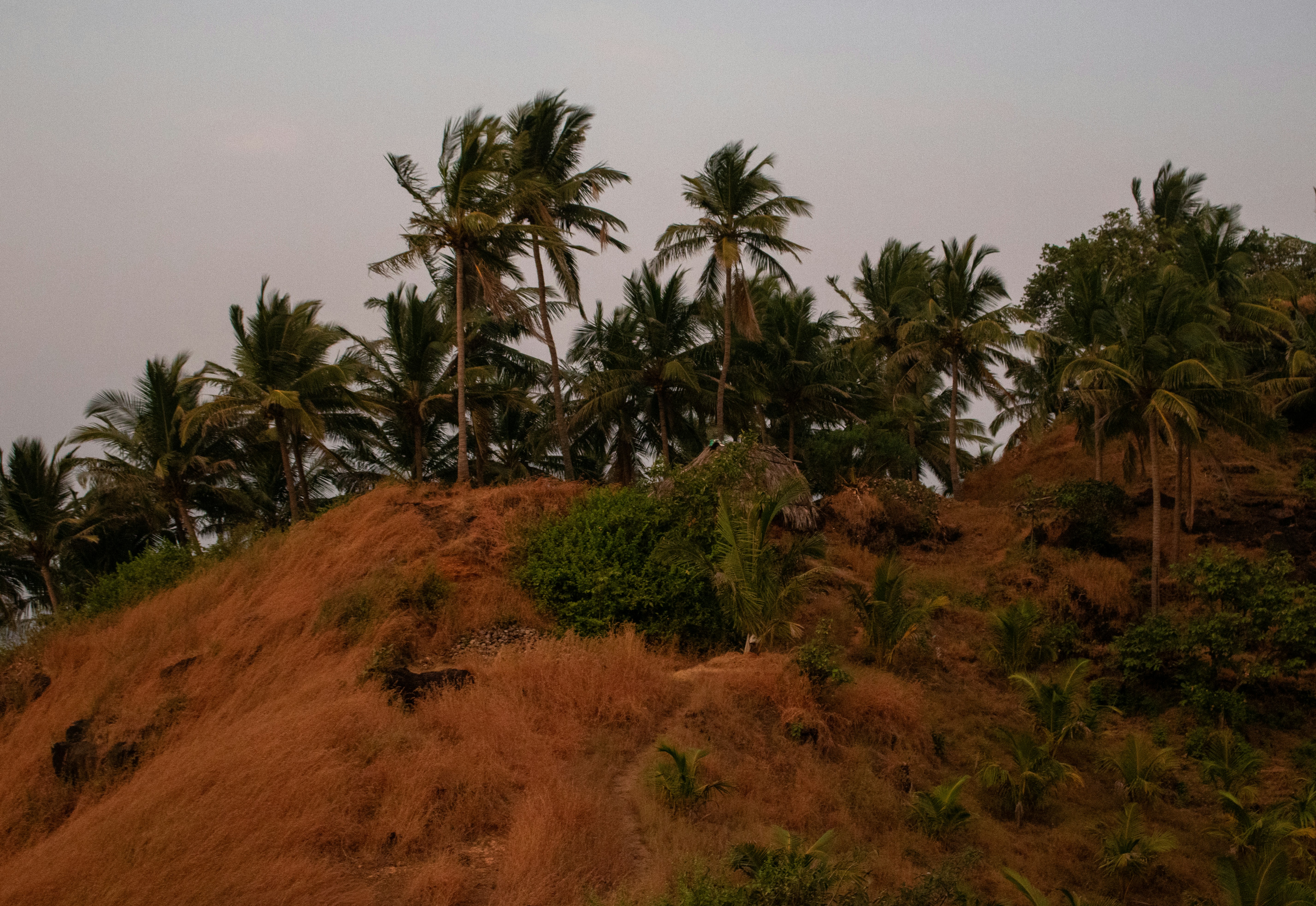 Photo by zoshuacolah