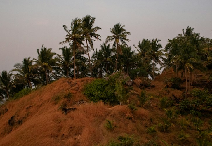 Tropical Dry Forests: The Forgotten Forest Biome