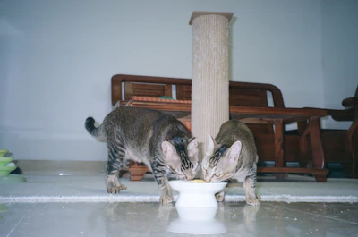 Two cats eating from a shared bowl.