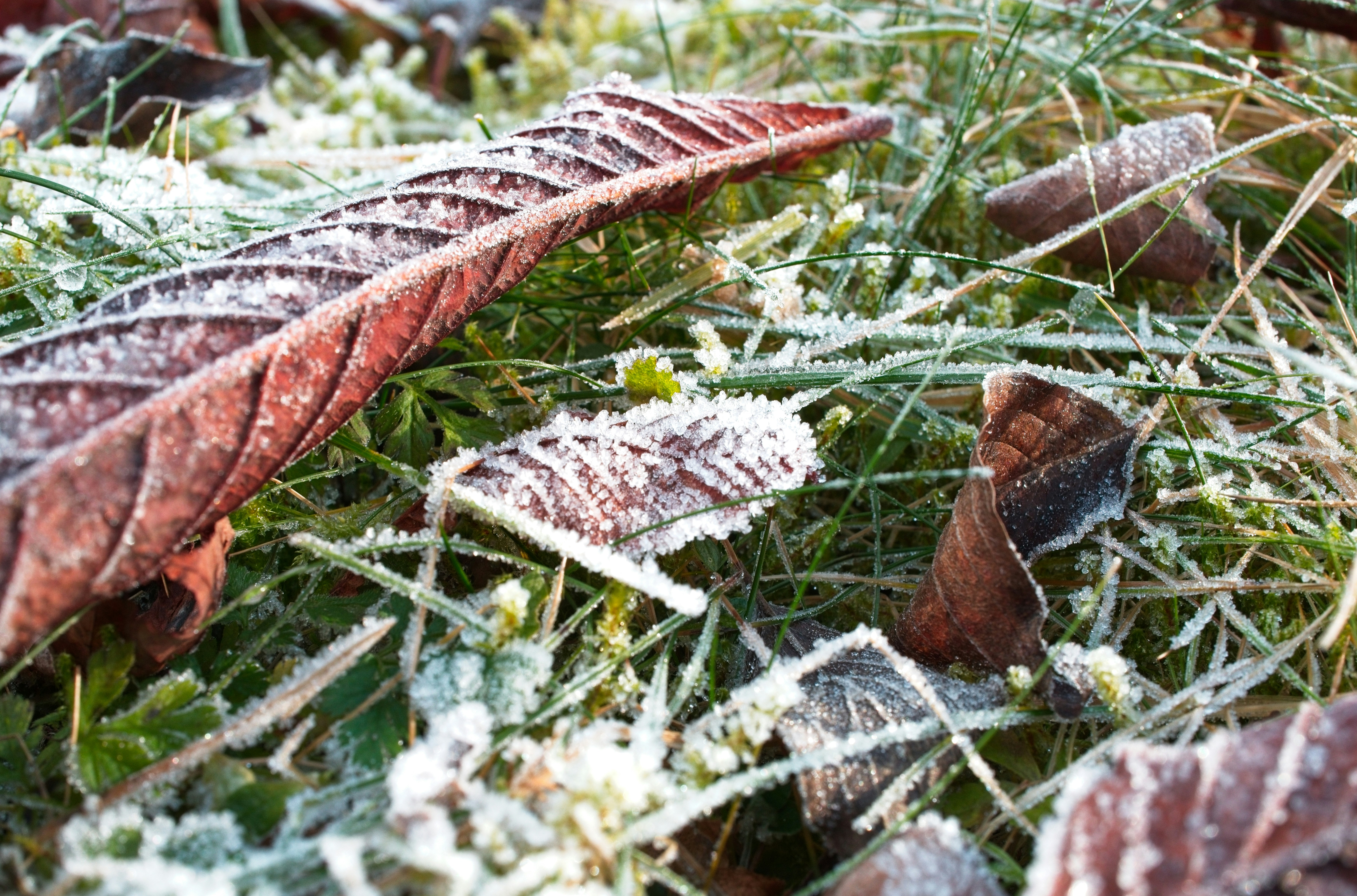 Frost covers fallen leaves and grass on a cold morning.