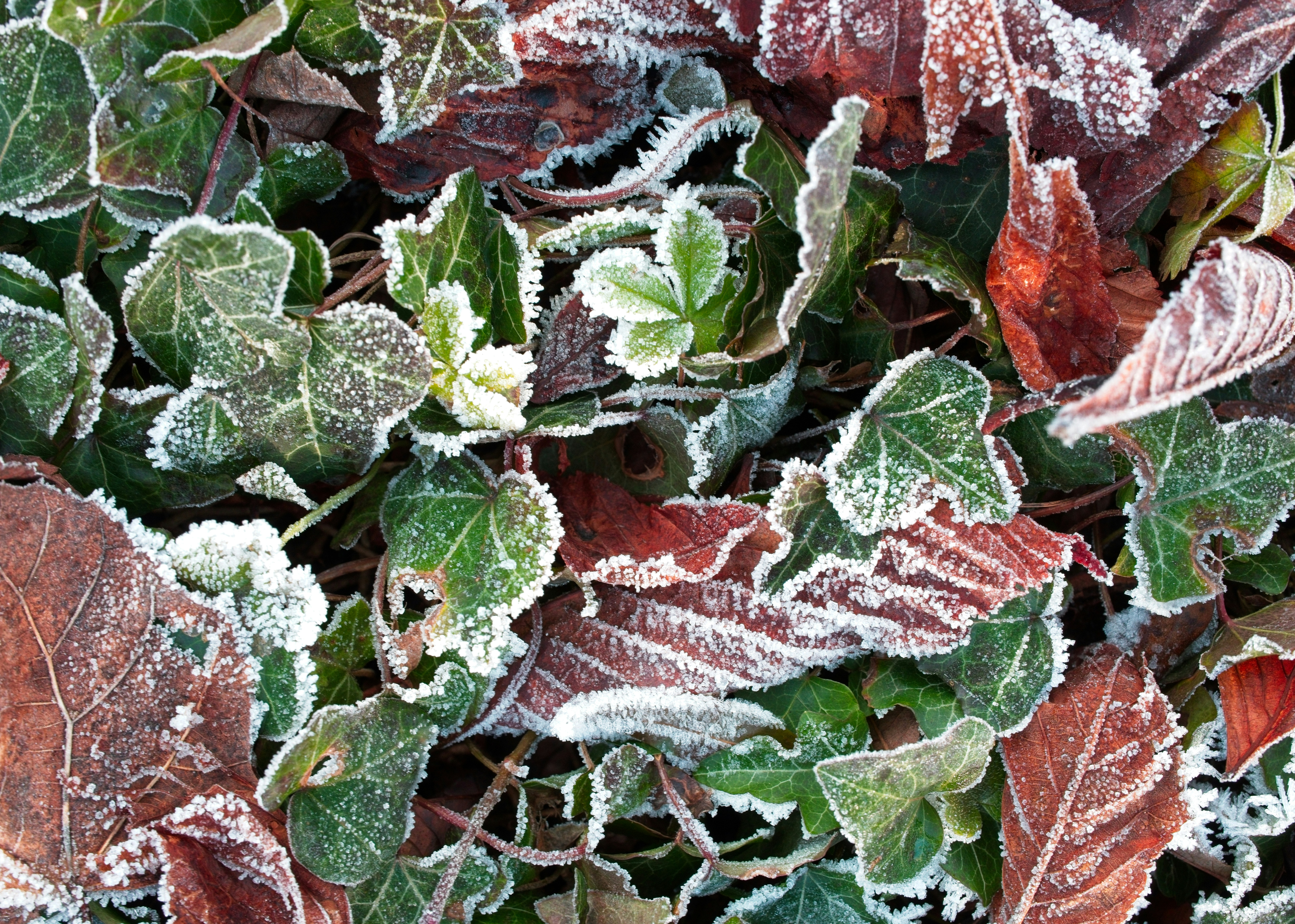 Frost covered fallen leaves on the ground