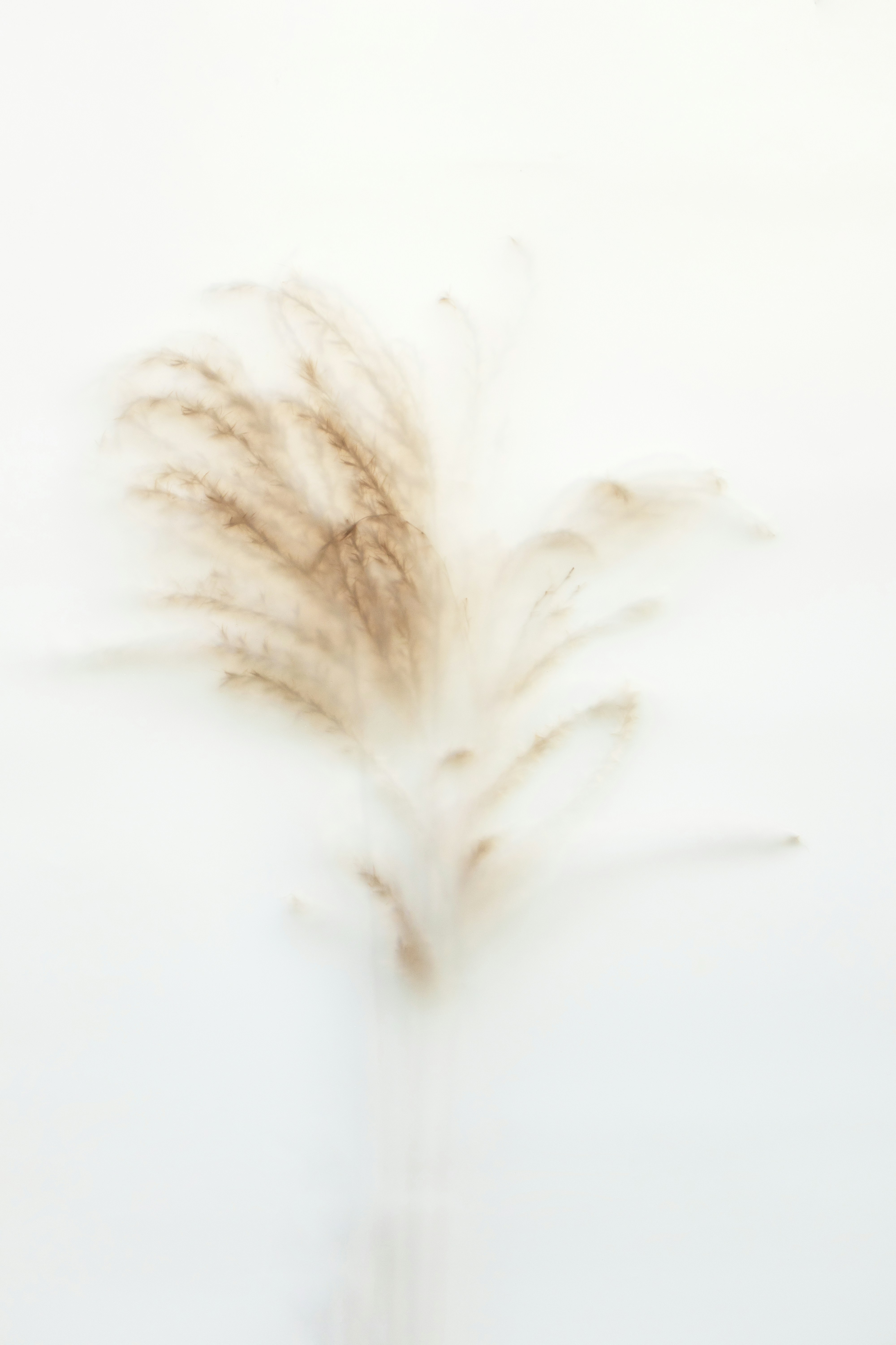 A delicate feather-like plant in soft focus