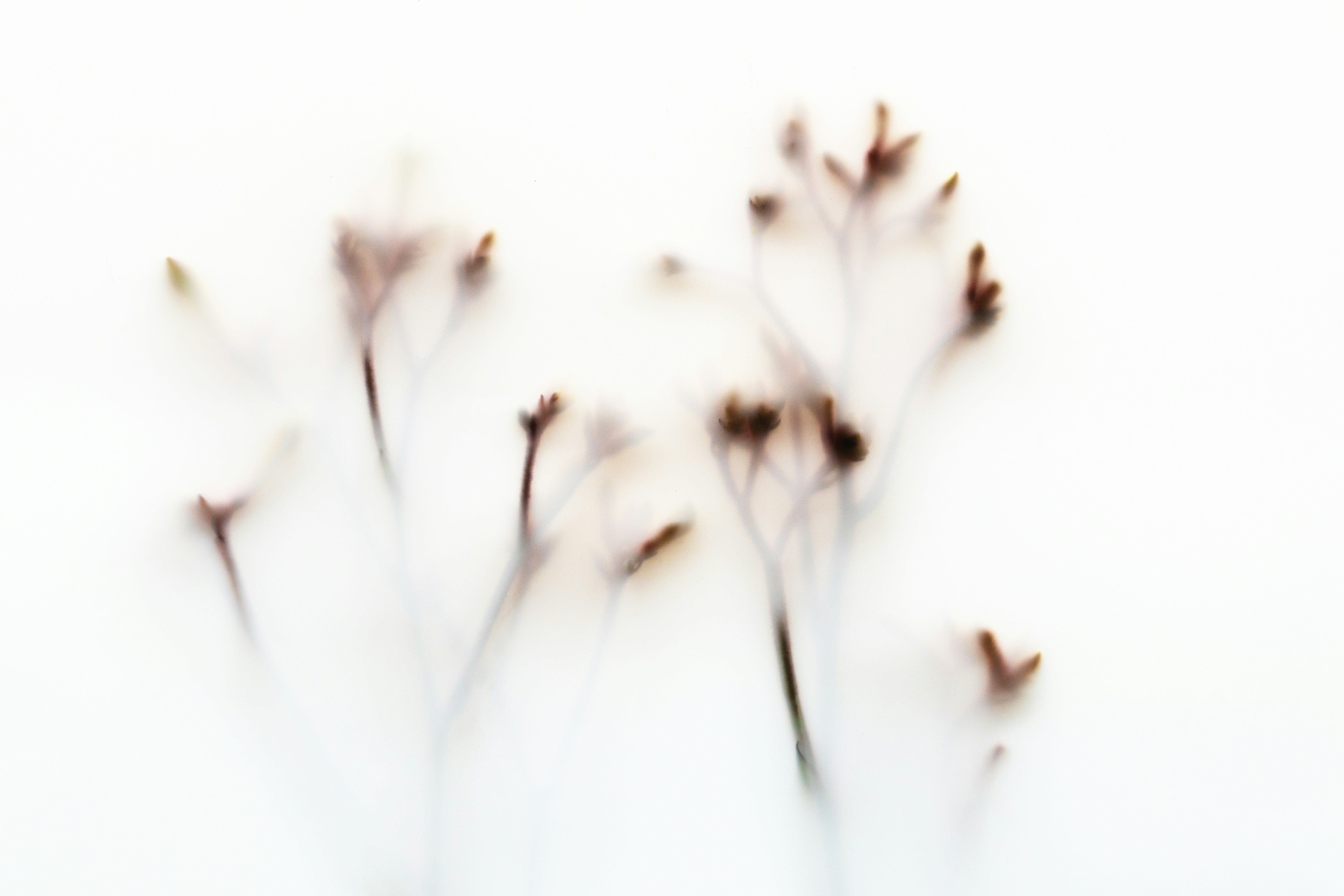Delicate brown flower stems on a white background