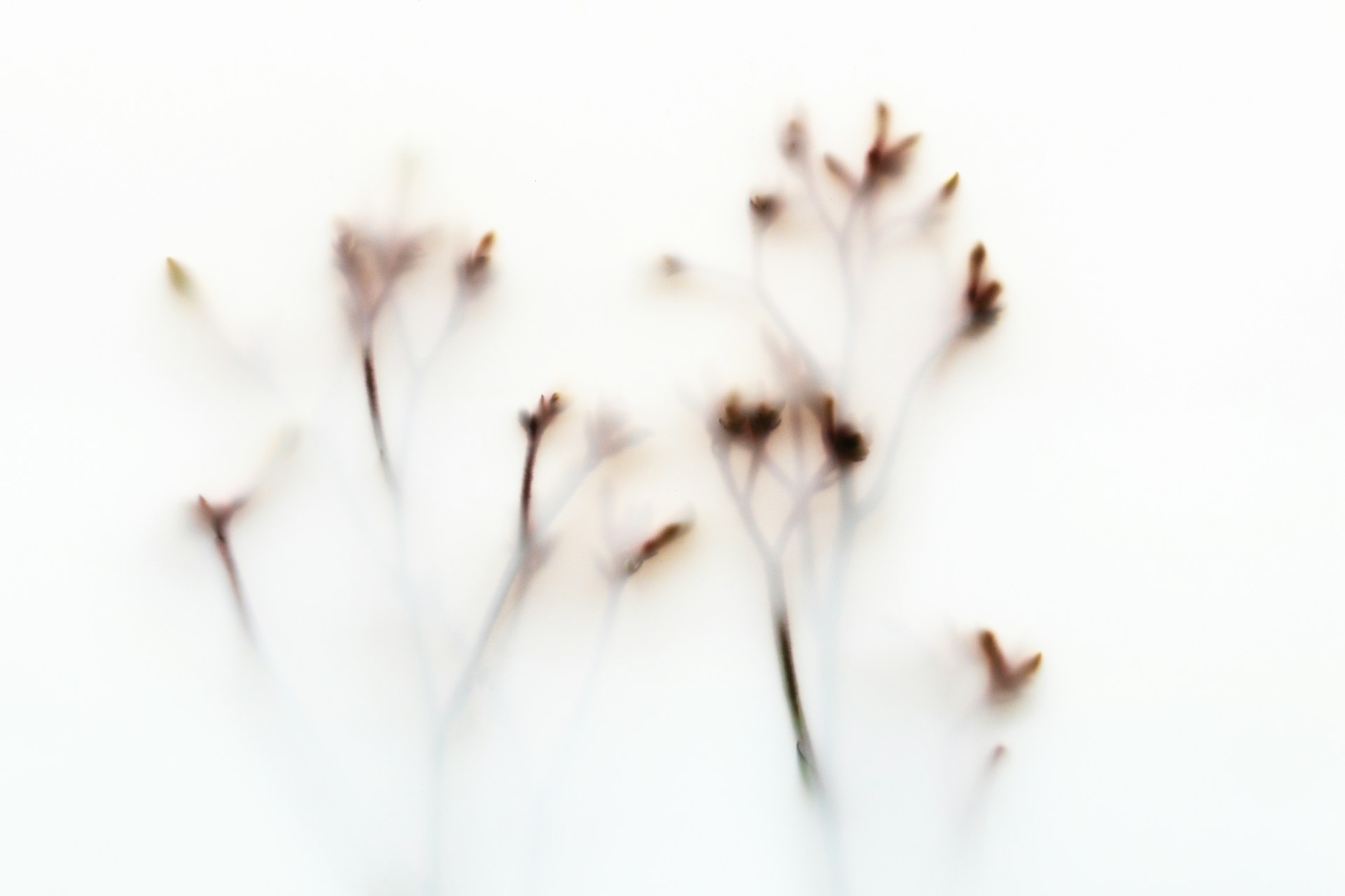 Delicate brown flower stems on a white background