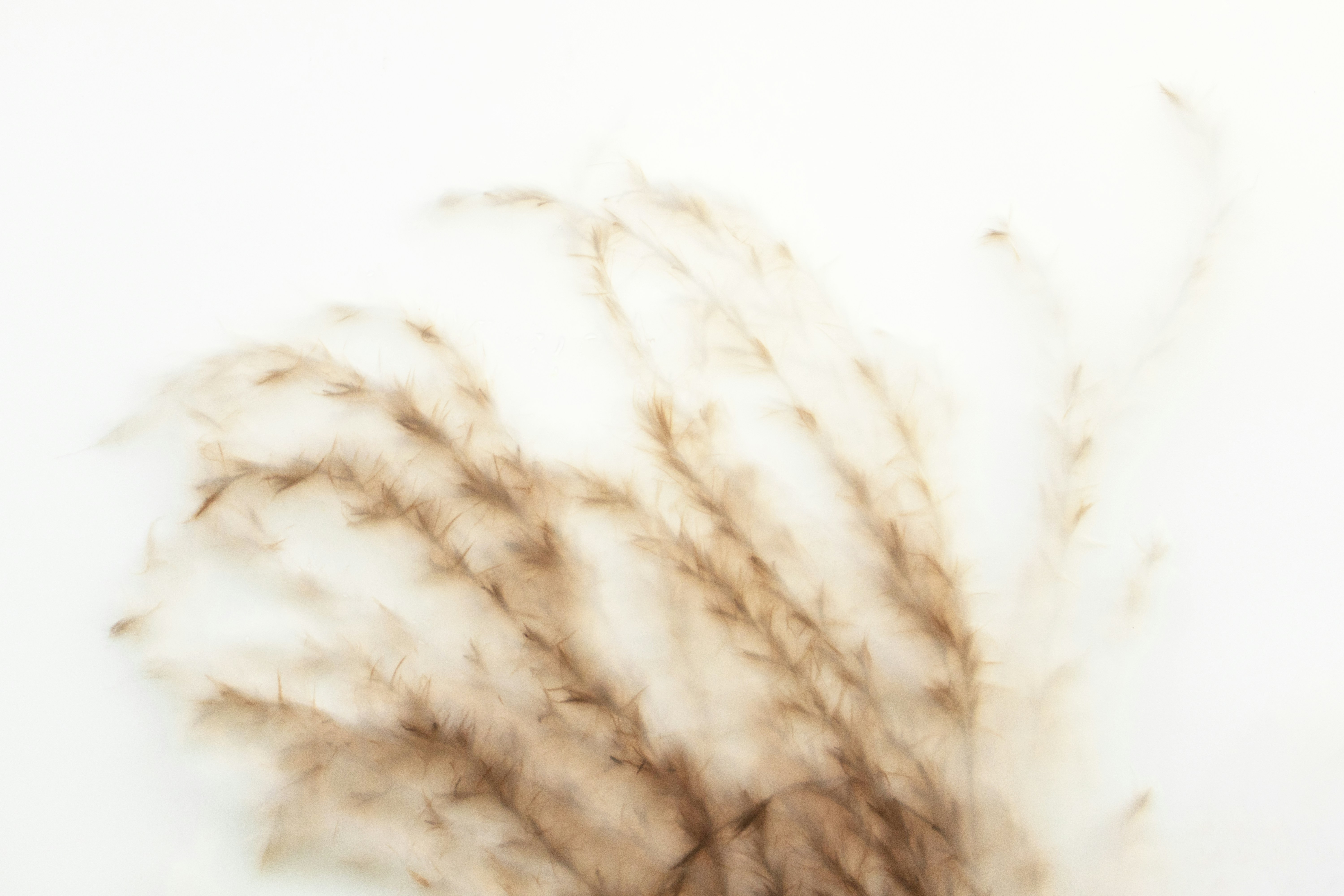 Close-up of brown and white feathers on a white background