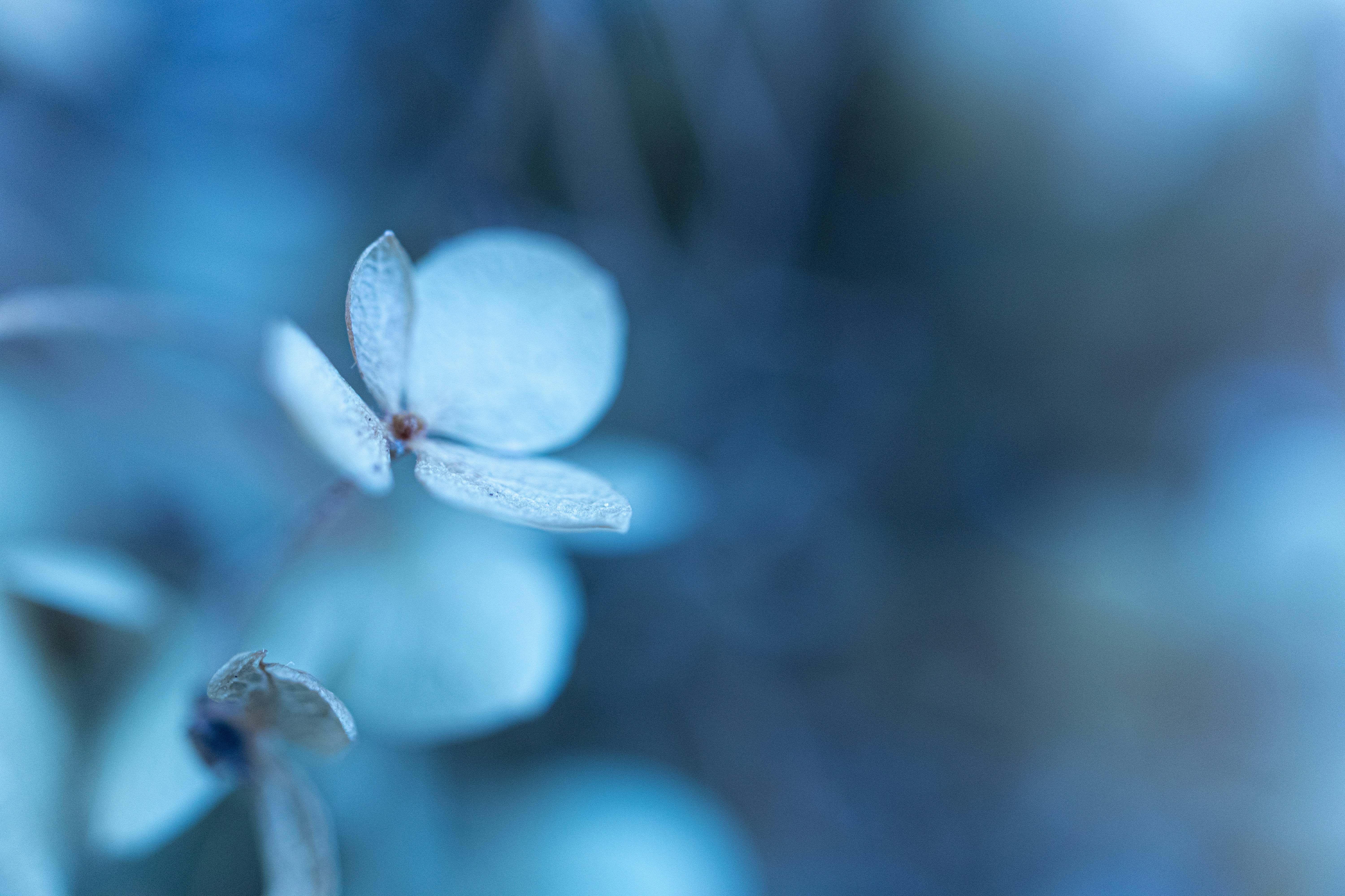 Close-up of a delicate pale blue flower.