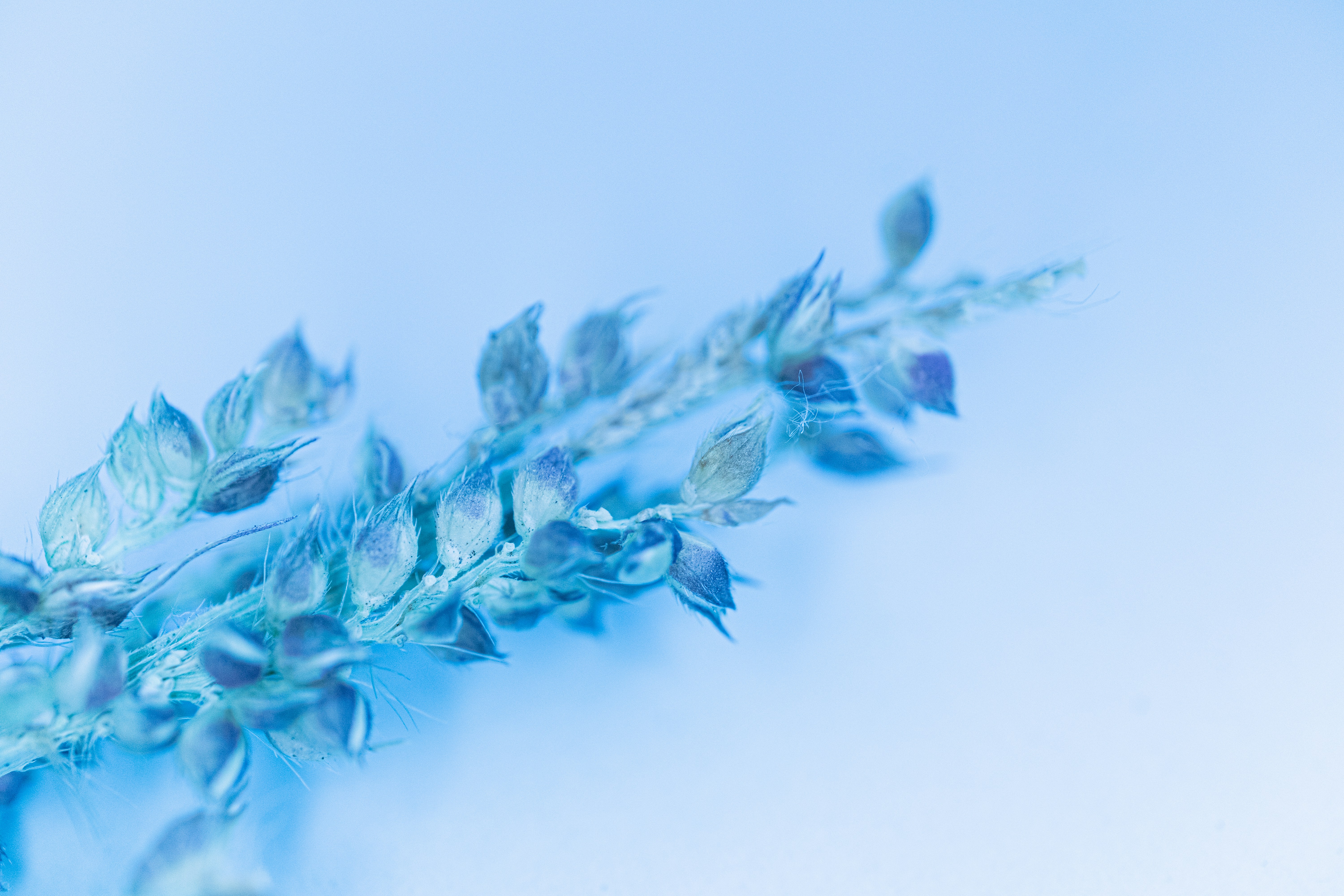 Close-up of a light blue plant sprig.