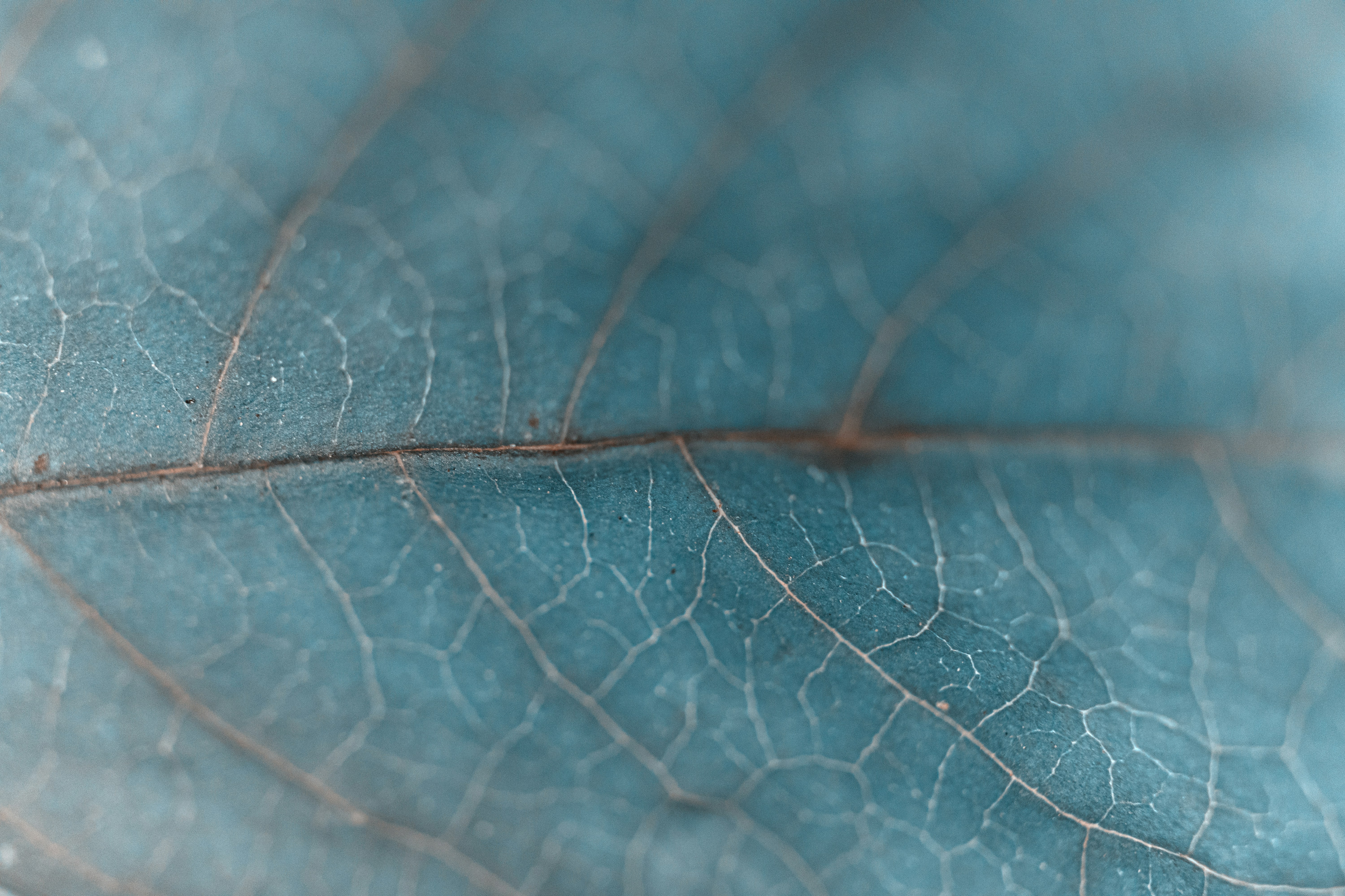 Close-up of a blue leaf's intricate vein structure.