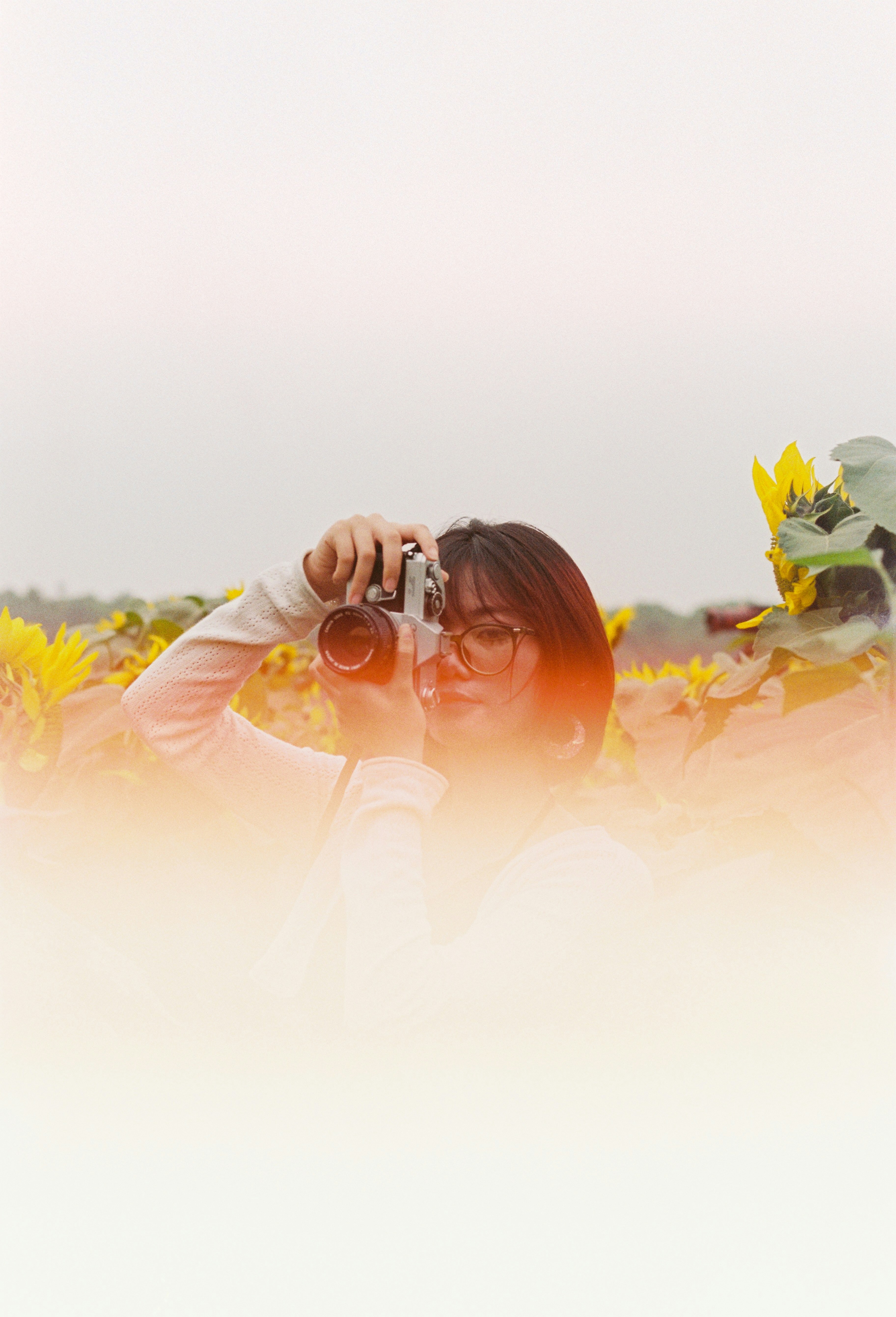 Woman with camera in a field of sunflowers