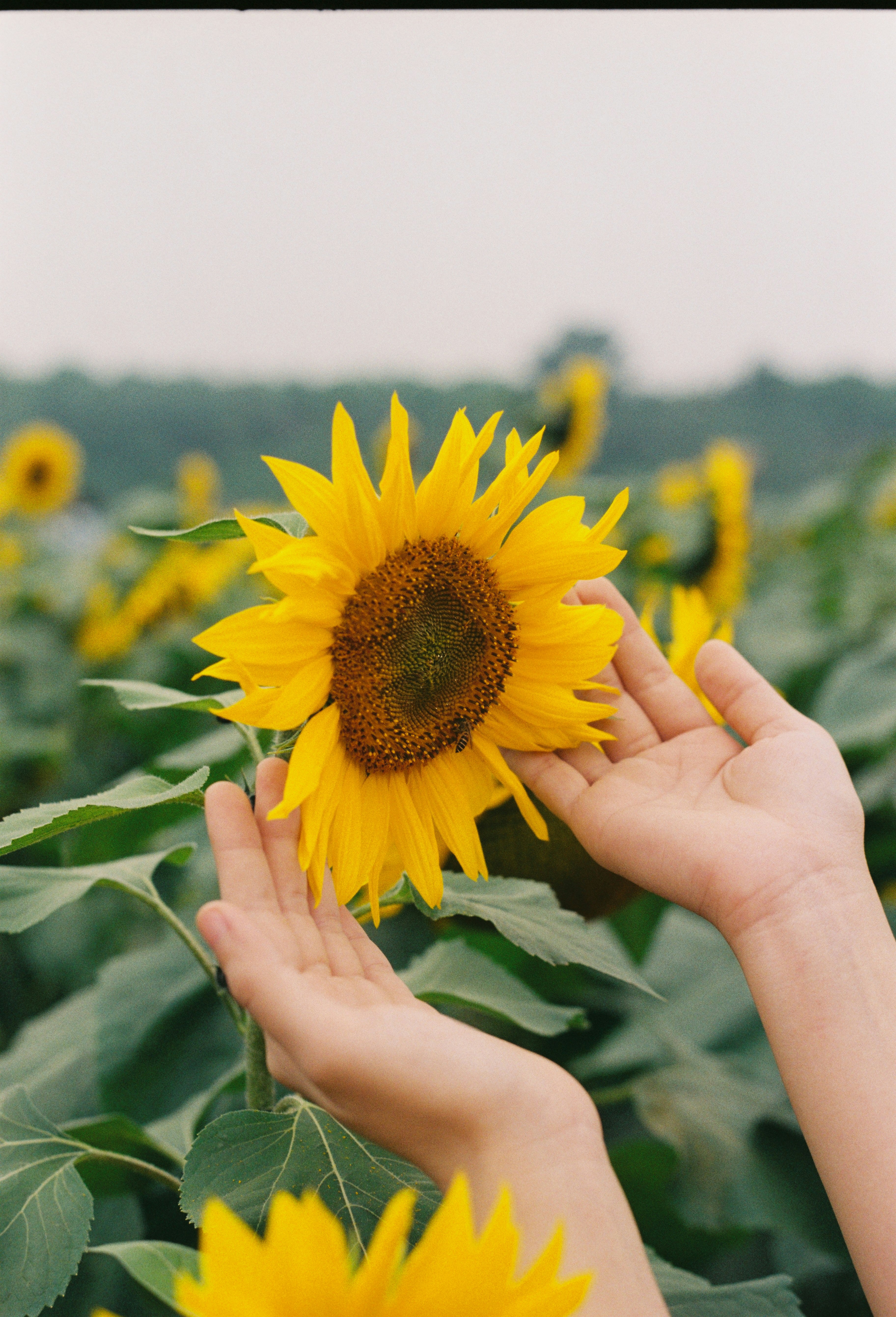 Hands gently holding a bright sunflower in a field.
