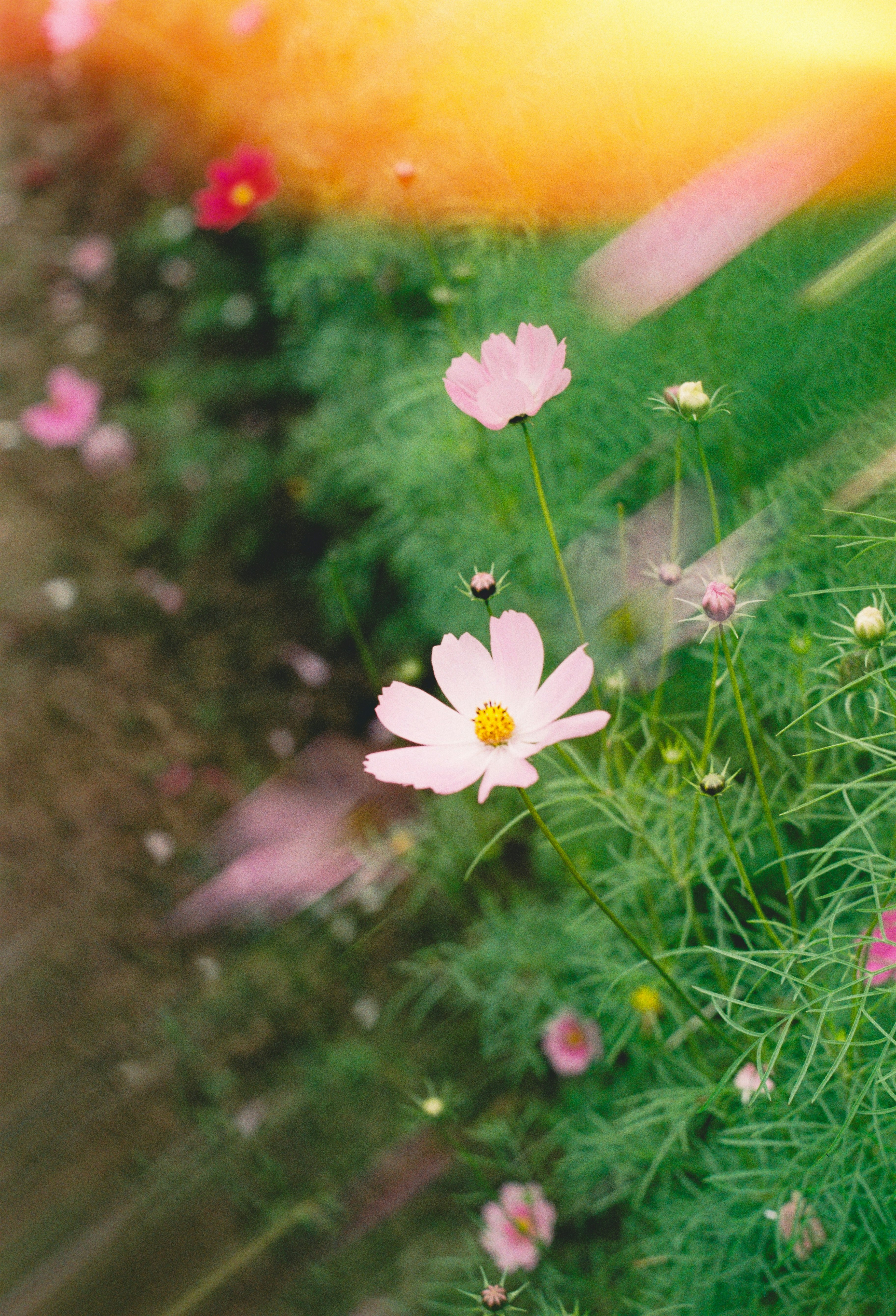 Des fleurs cosmos roses éclosent dans un jardin au feuillage vert.