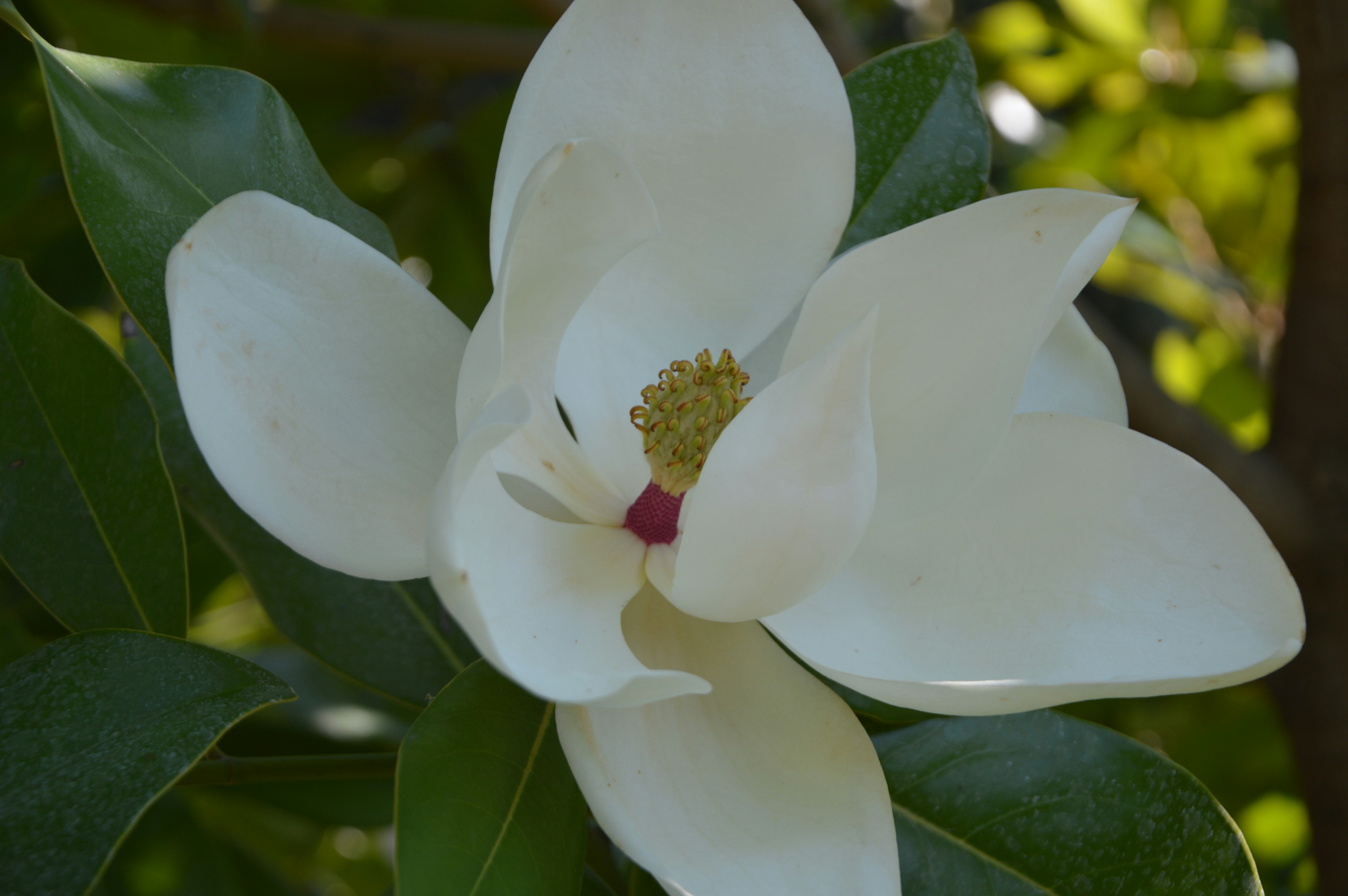 Photo by joyfromnature