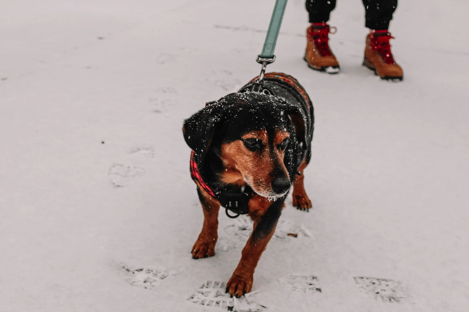 Perro con abrigo caminando por la nieve