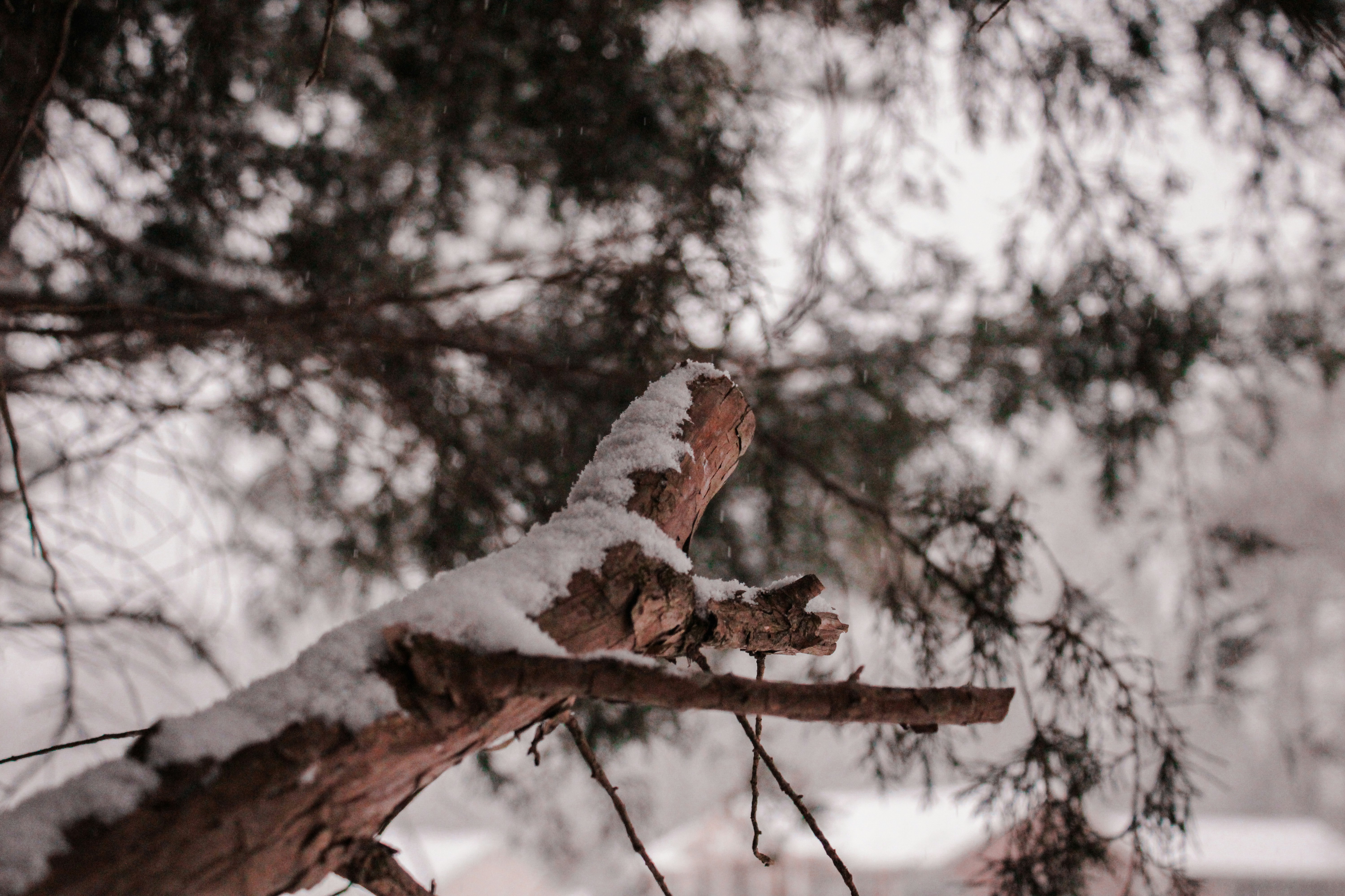 Schneebedeckter Ast einer Kiefer.