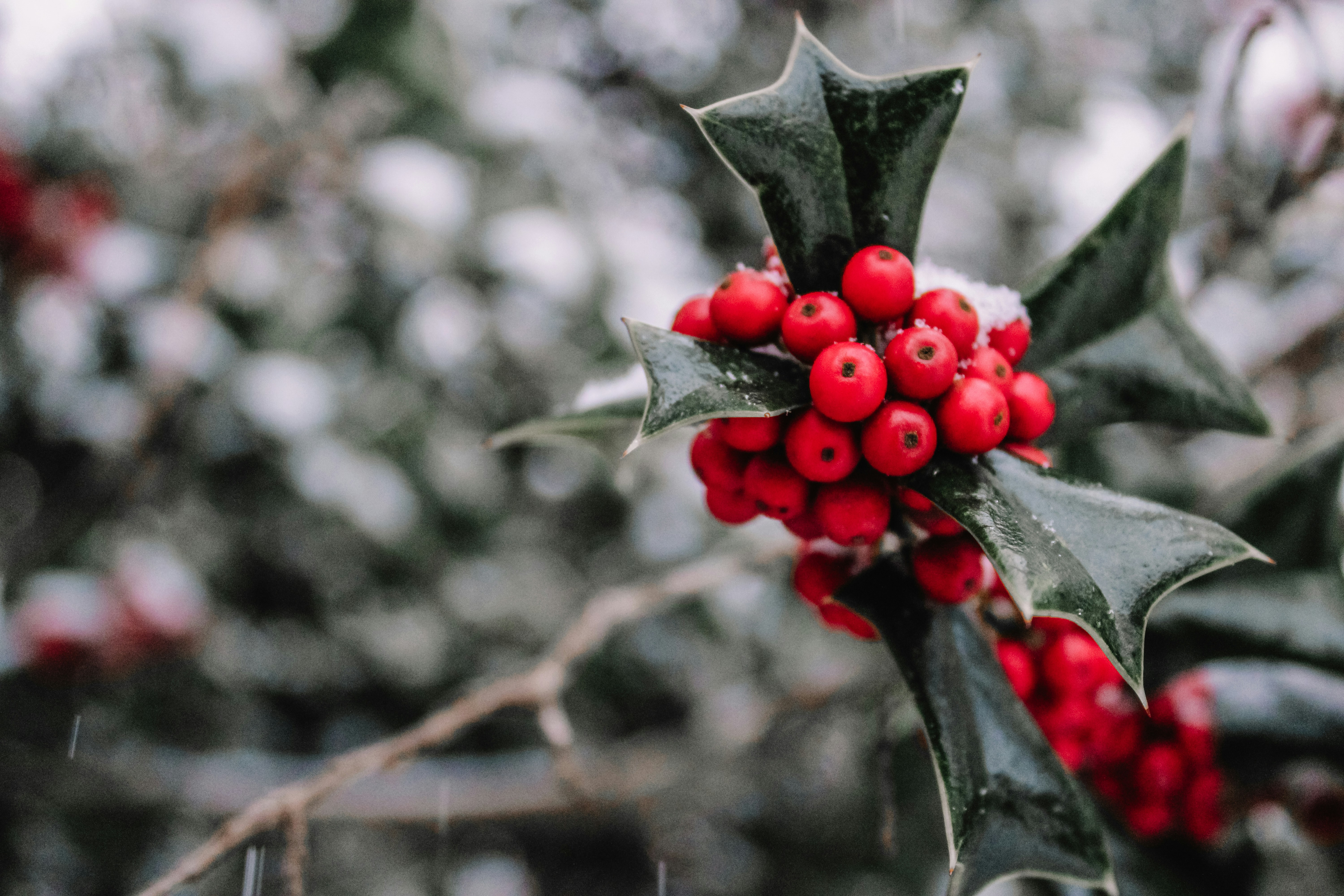 Stechpalmenbeeren und Blätter mit herabfallendem Schnee