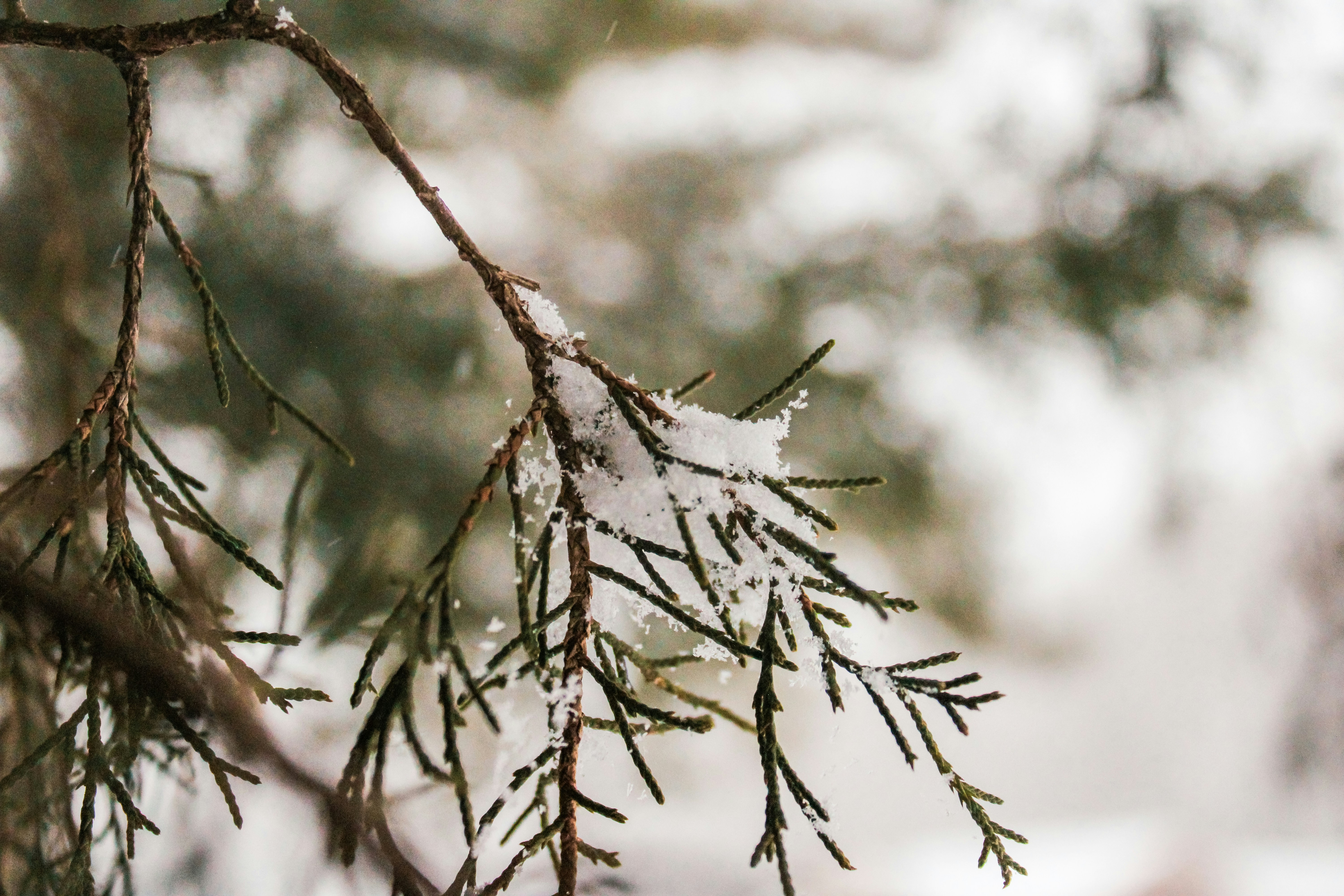 Photo by caragrodriguez