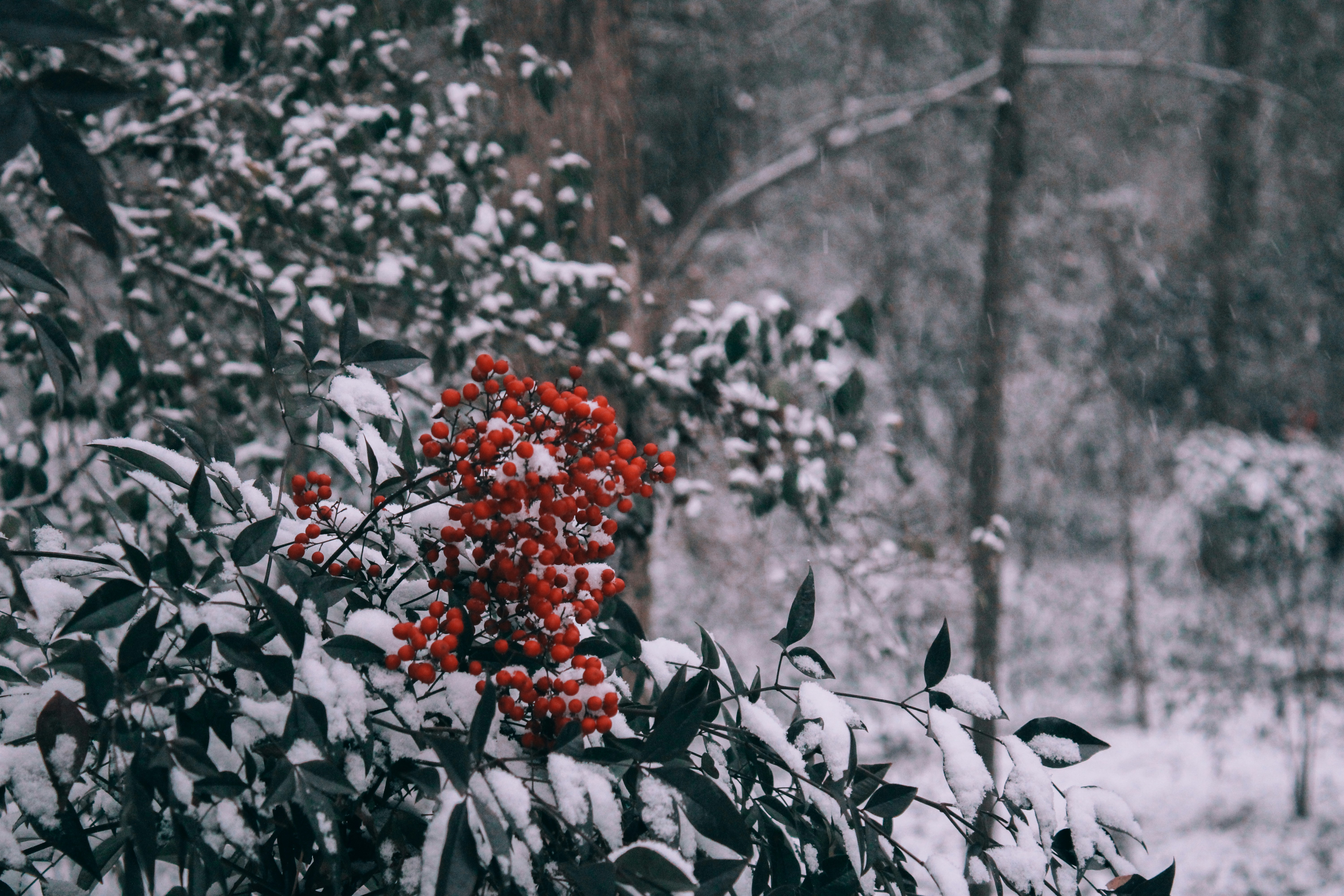Rote Beeren auf einem schneebedeckten Busch im Winter.
