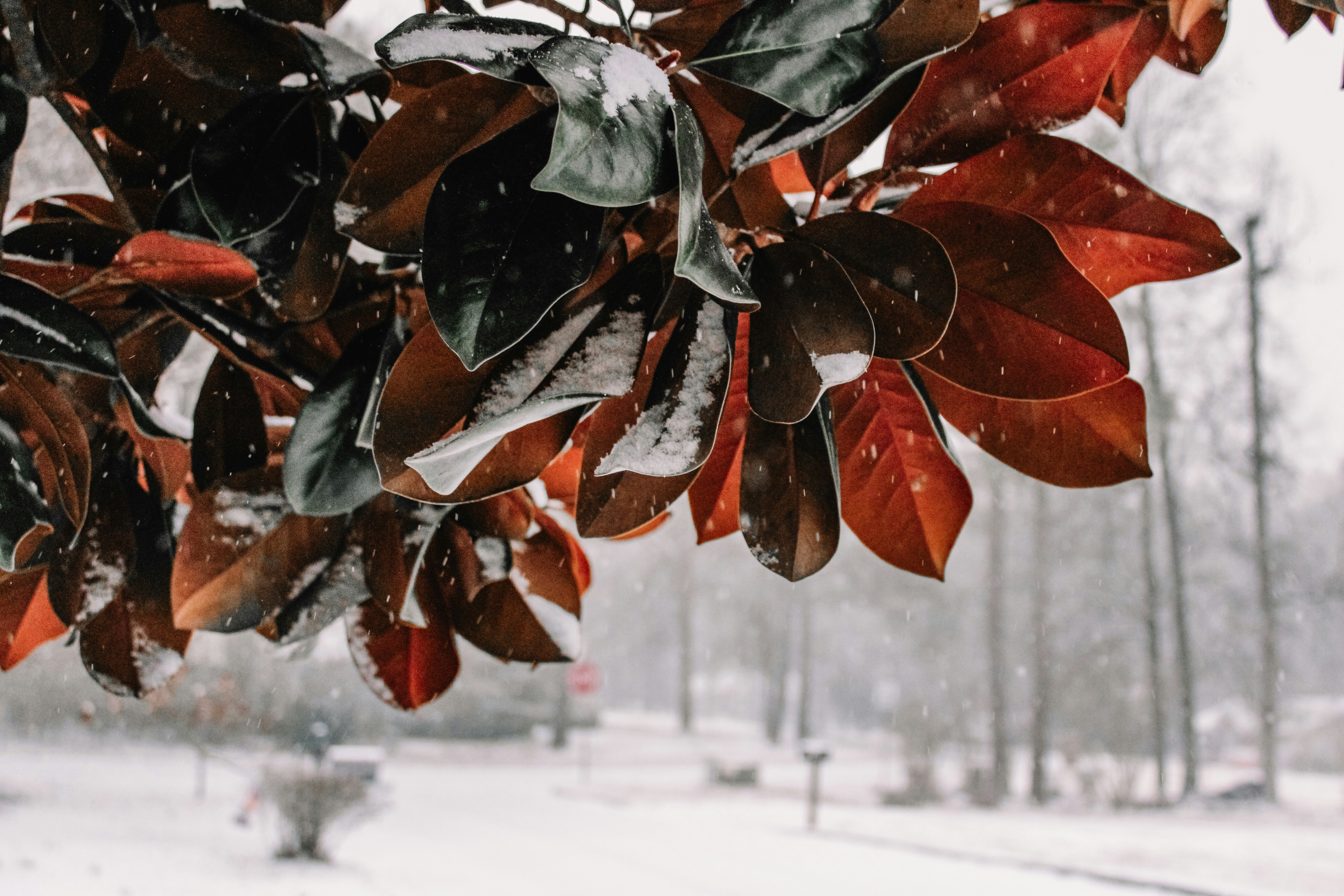 Rote Blätter, die im Winter von Schnee bedeckt sind