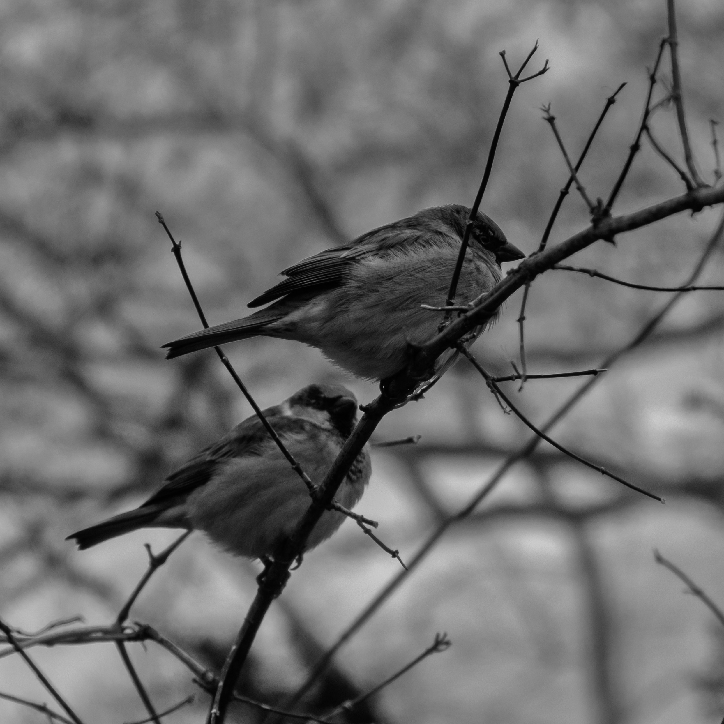 Two sparrows perched on a bare tree branch