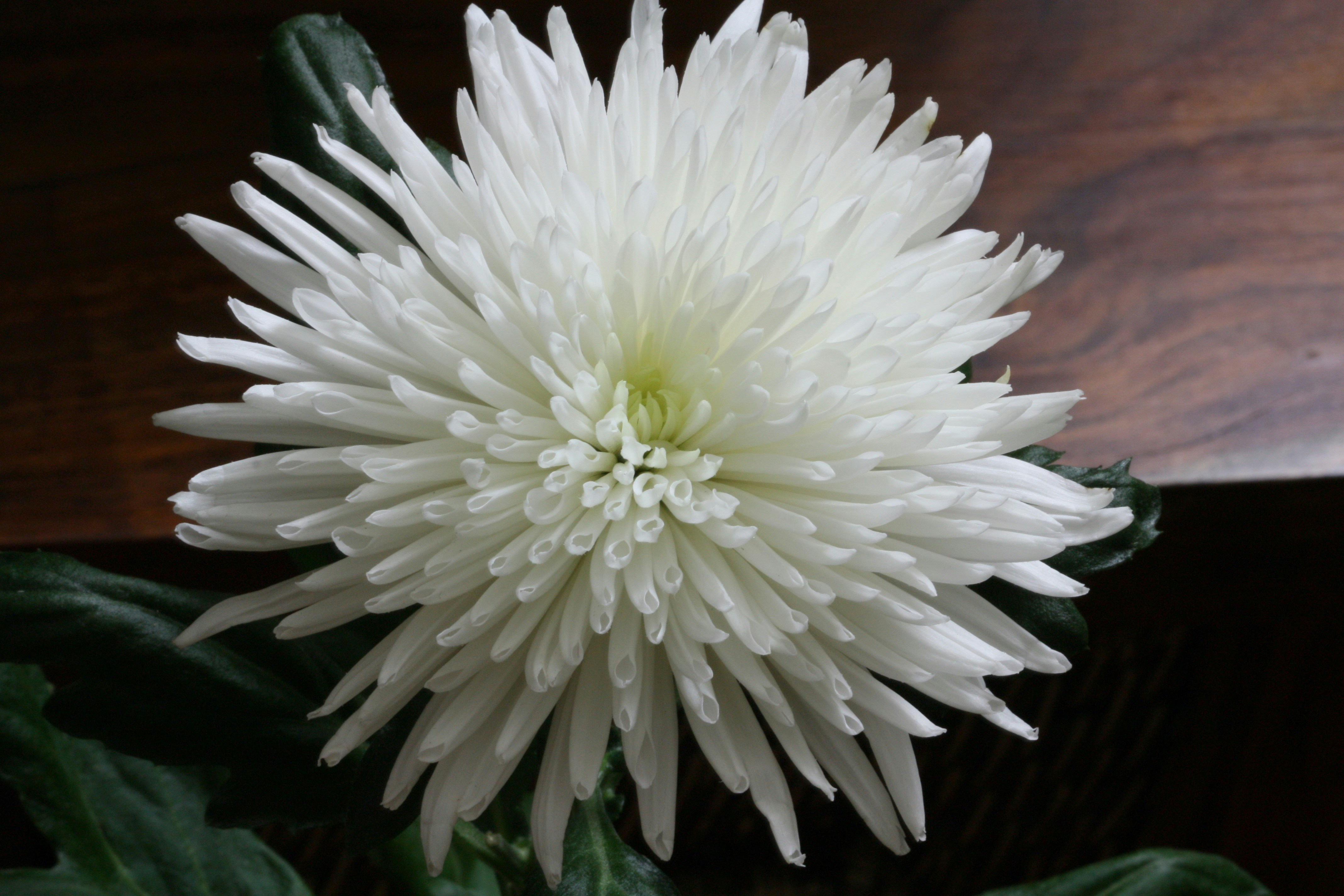 A white chrysanthemum flower with delicate petals.