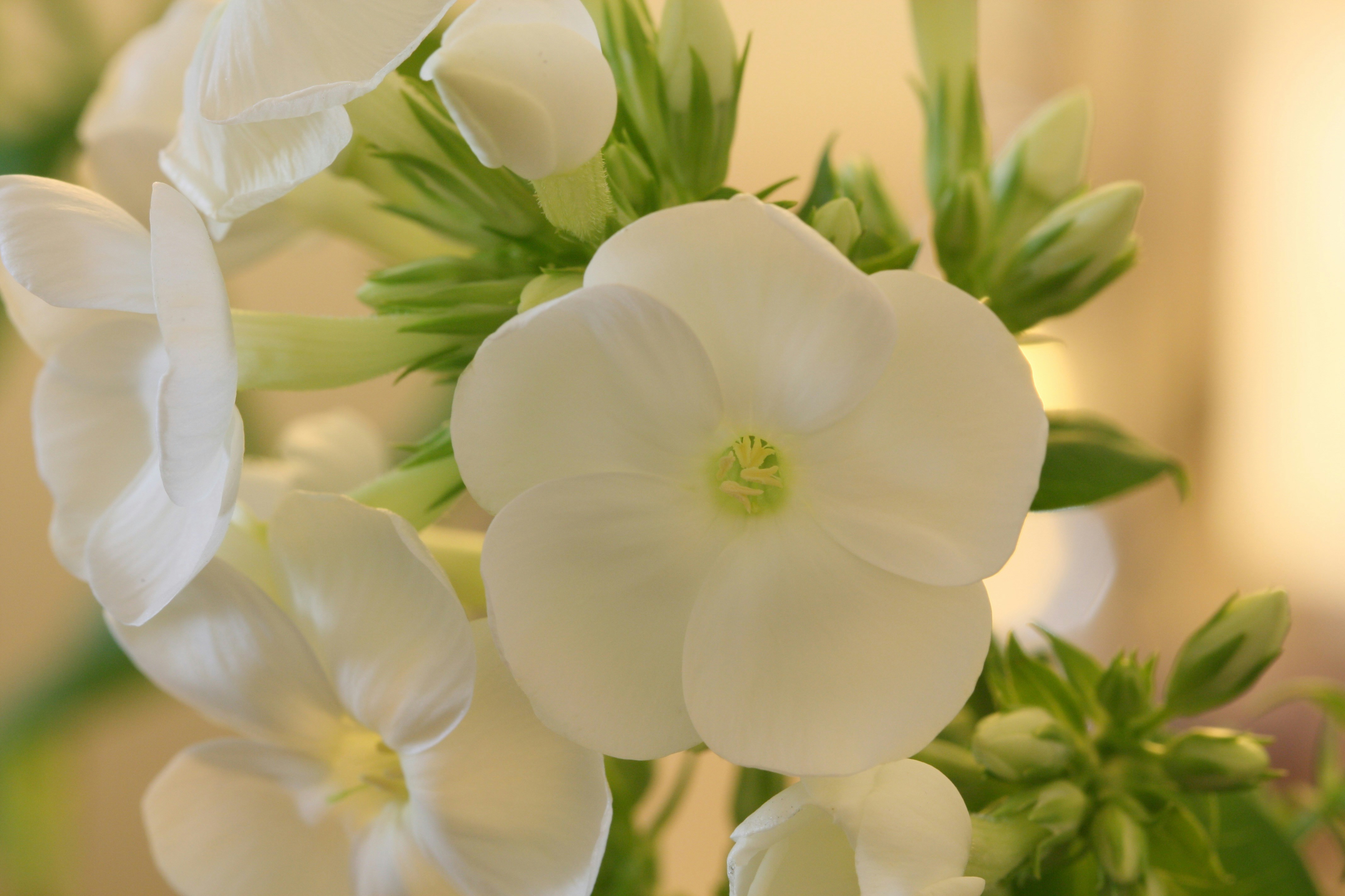 Delicate white phlox flowers bloom on a stem.