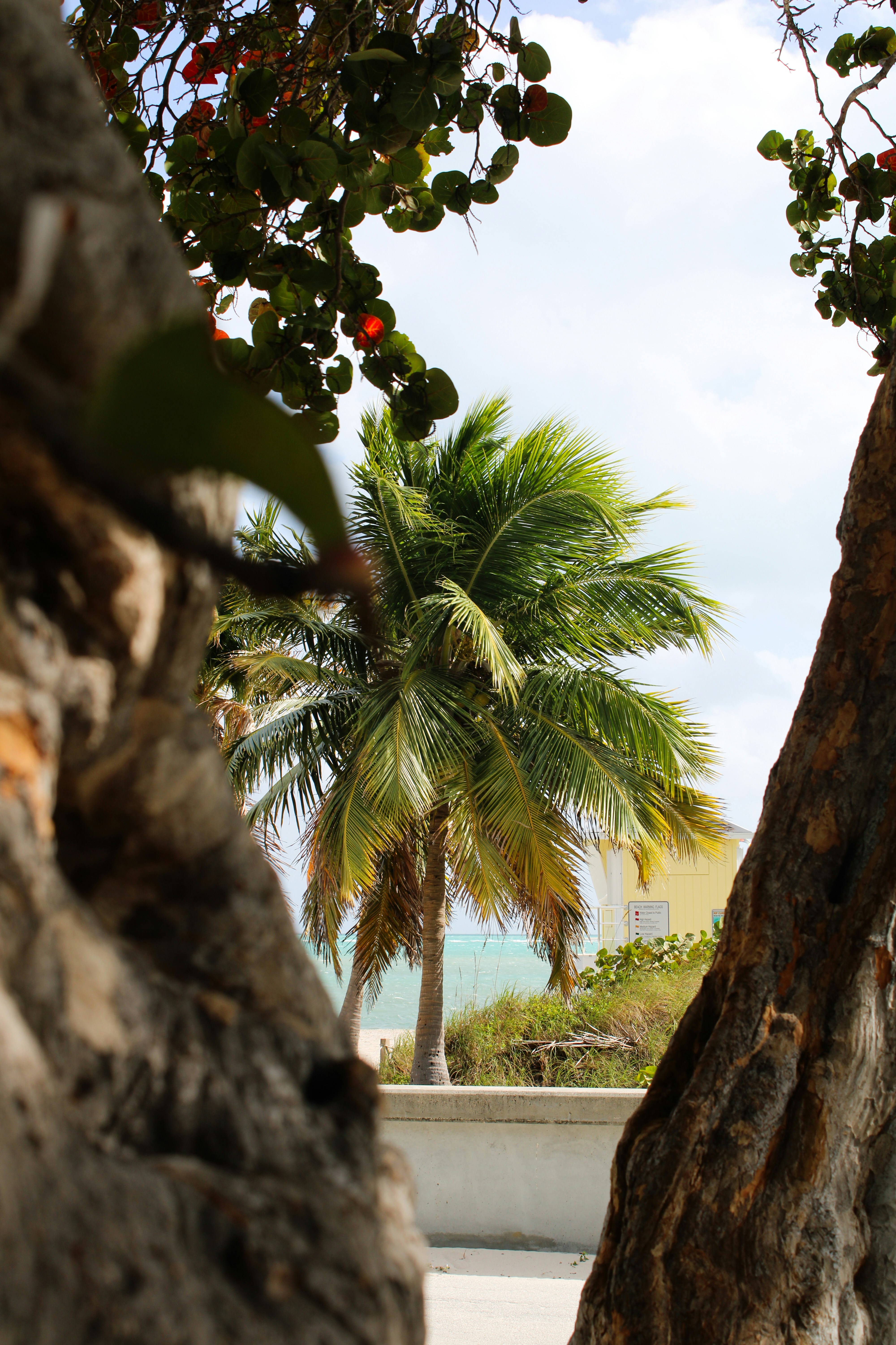 Palm tree seen through branches on a sunny day