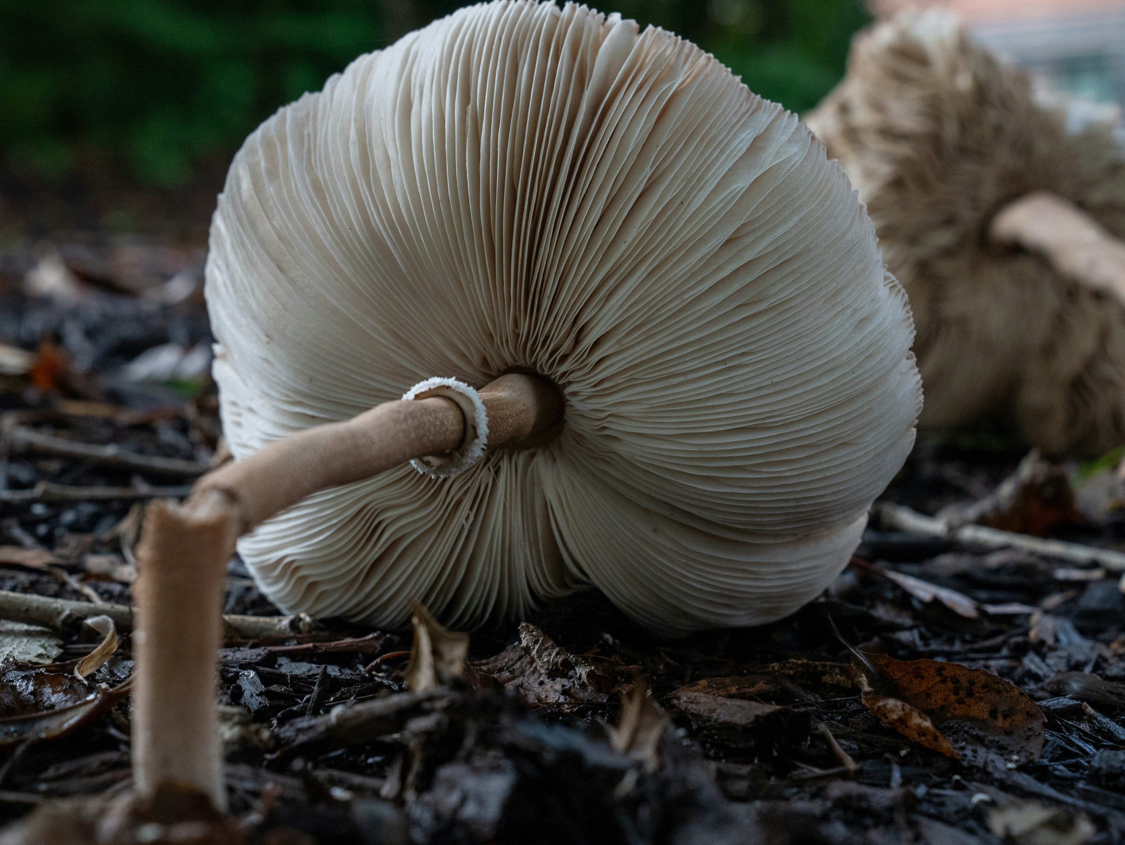 Underside view of a large white mushroom with gills