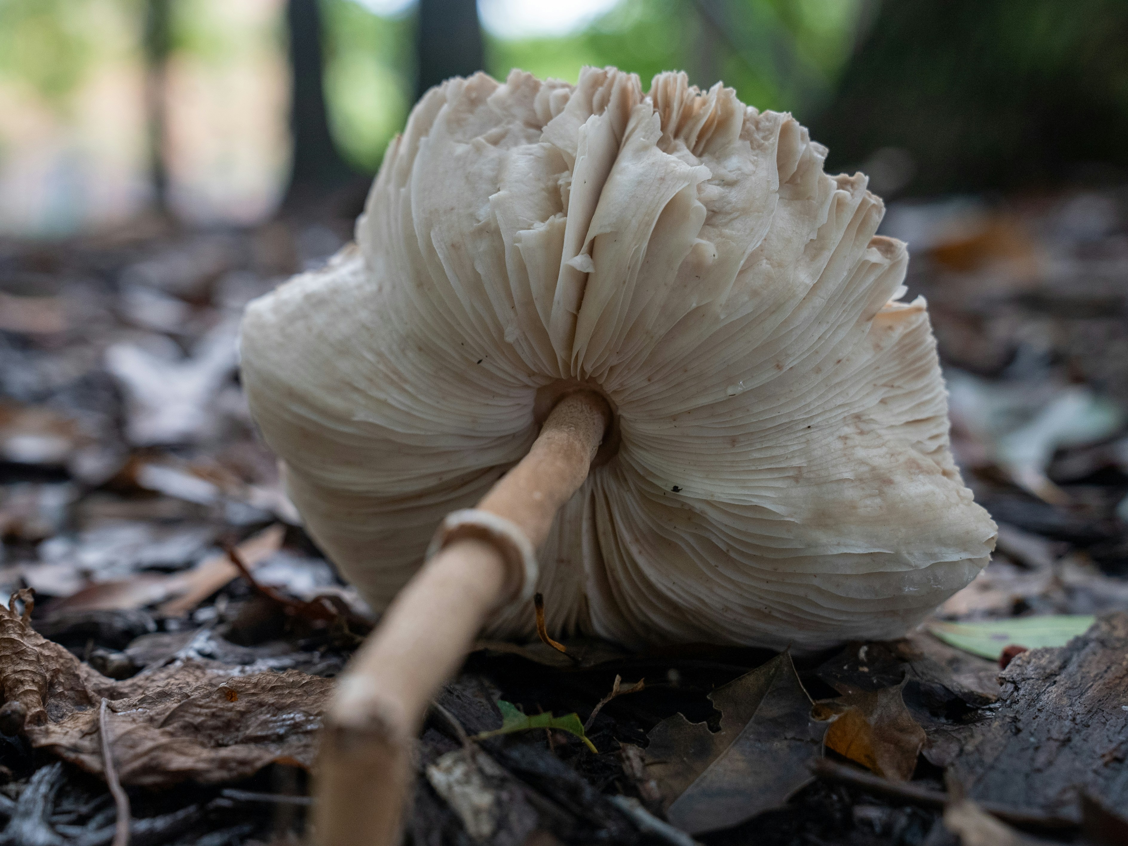 Underside of a large mushroom on forest floor