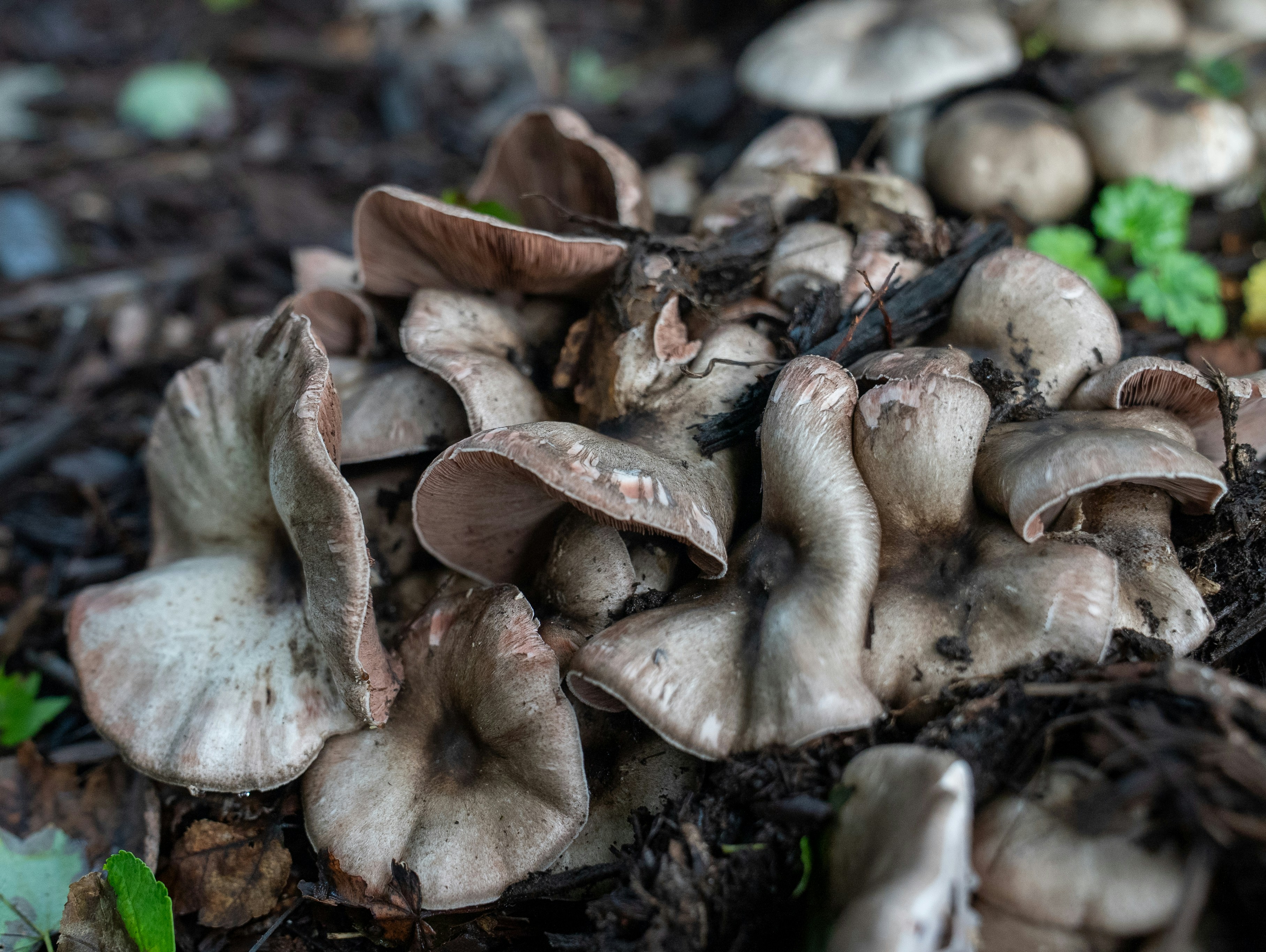A cluster of brown mushrooms growing on the forest floor.