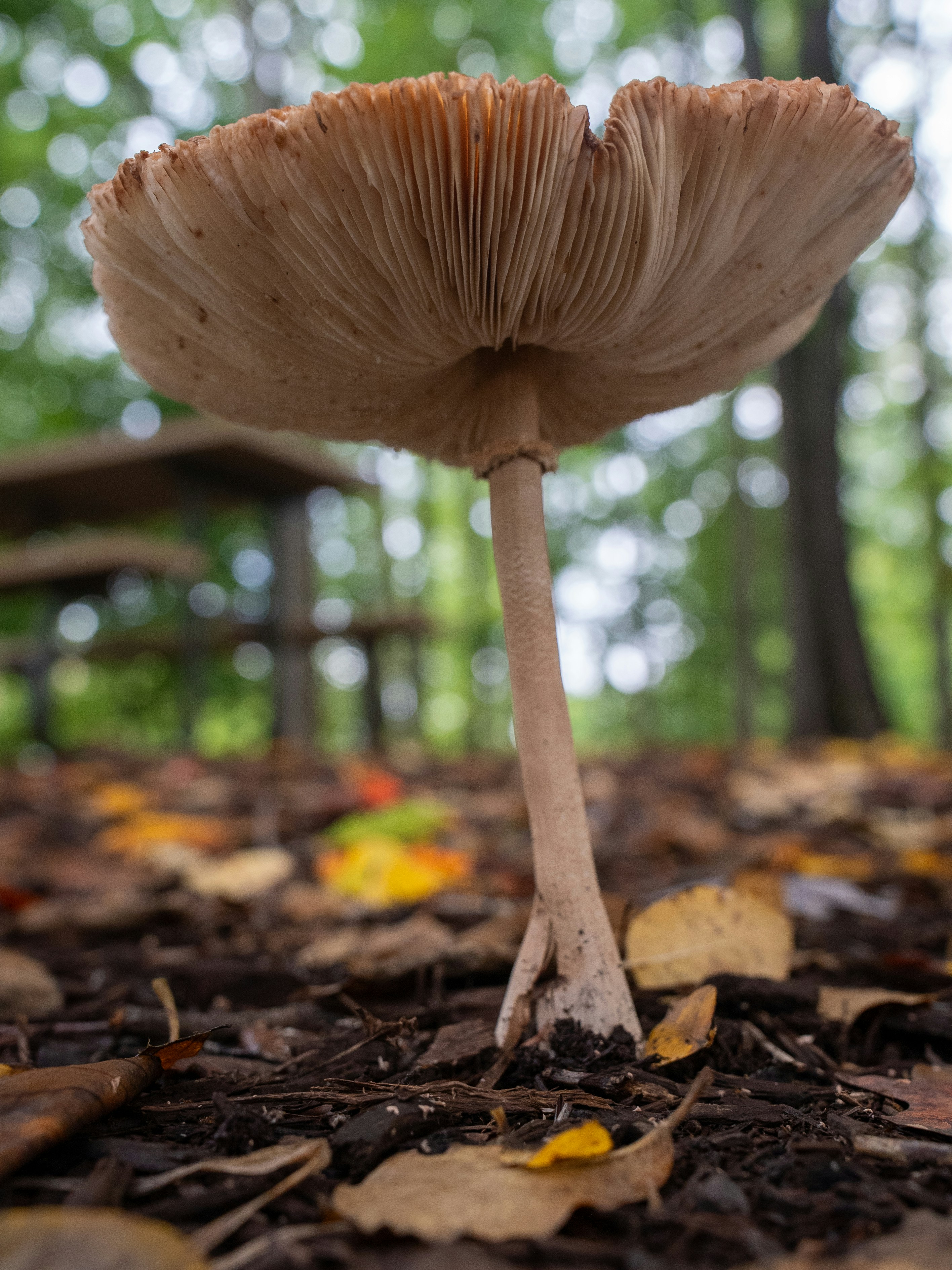 Underside of a mushroom in a forest setting.