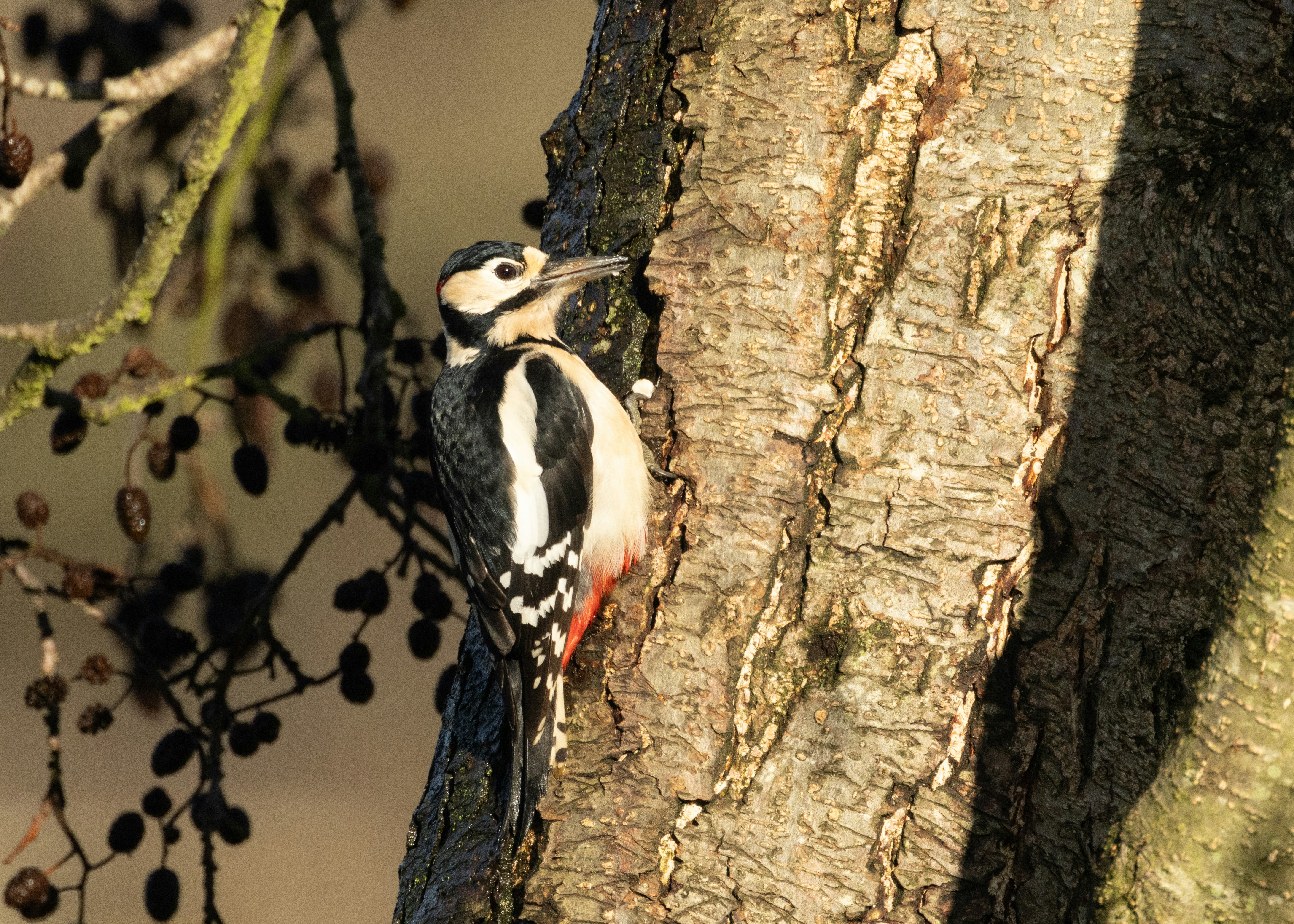 Ein Fleckspecht klammert sich an einen Baumstamm.