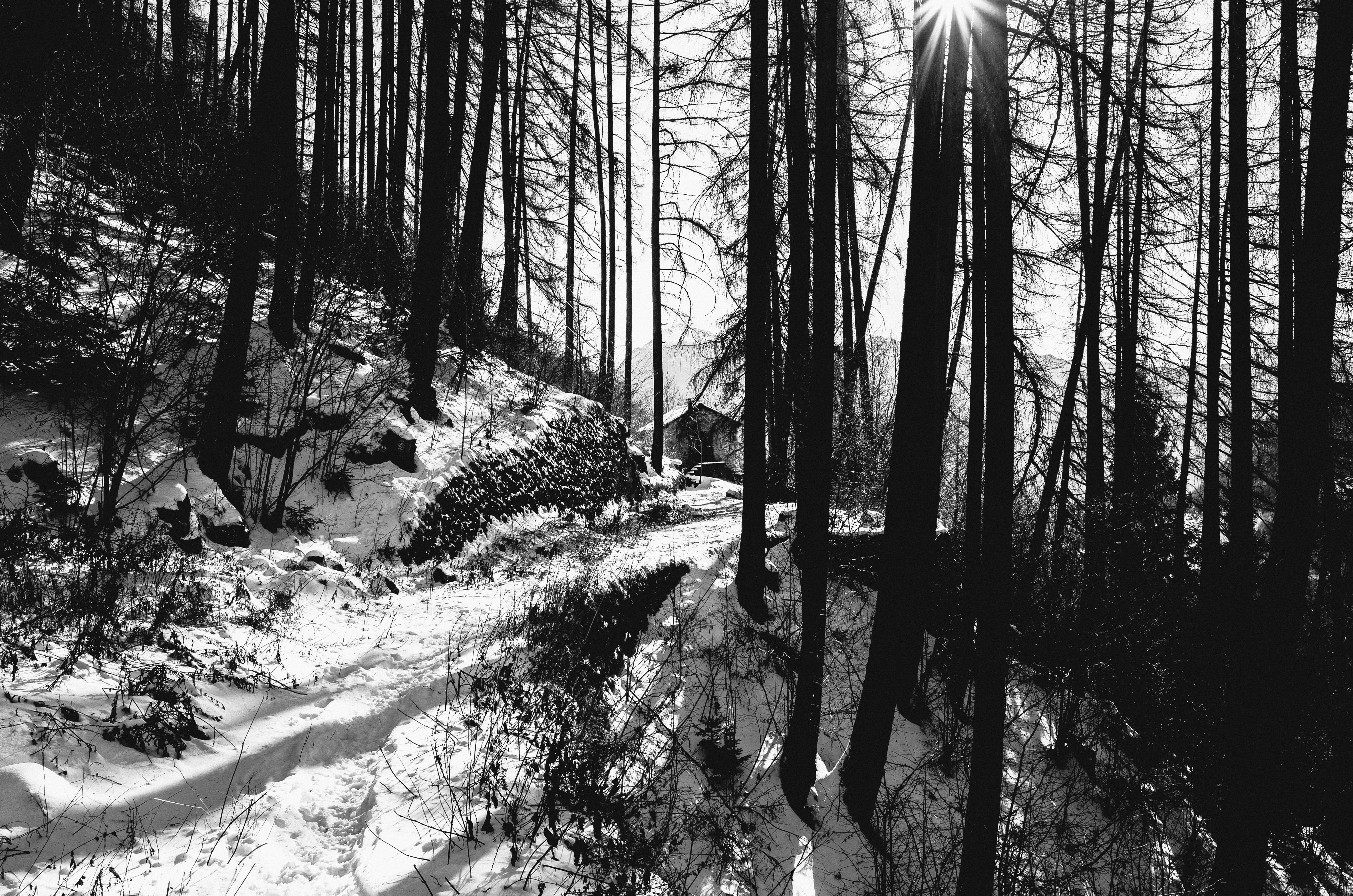 A snowy forest path leads to a small cabin.