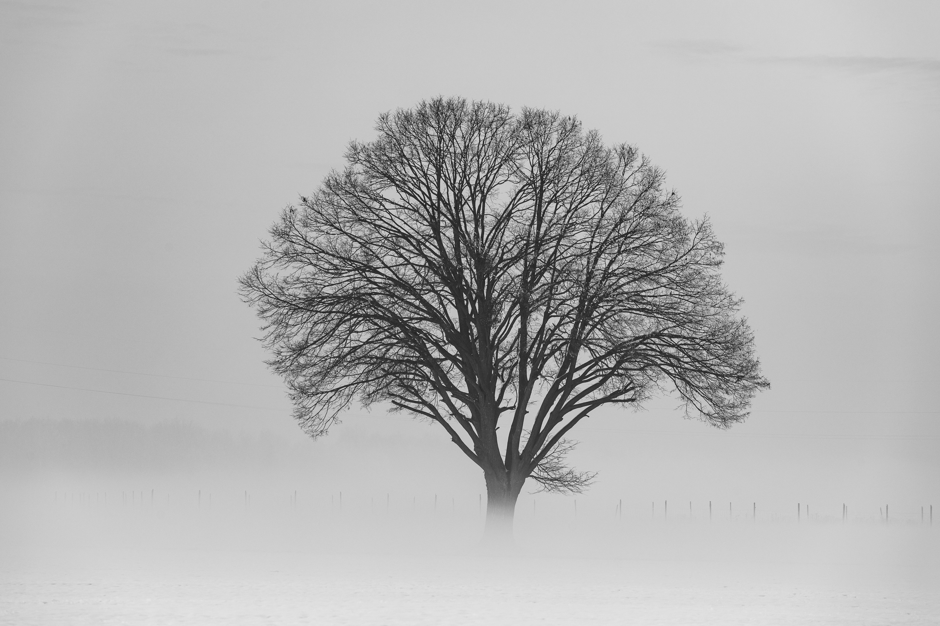 Bare tree in a foggy landscape