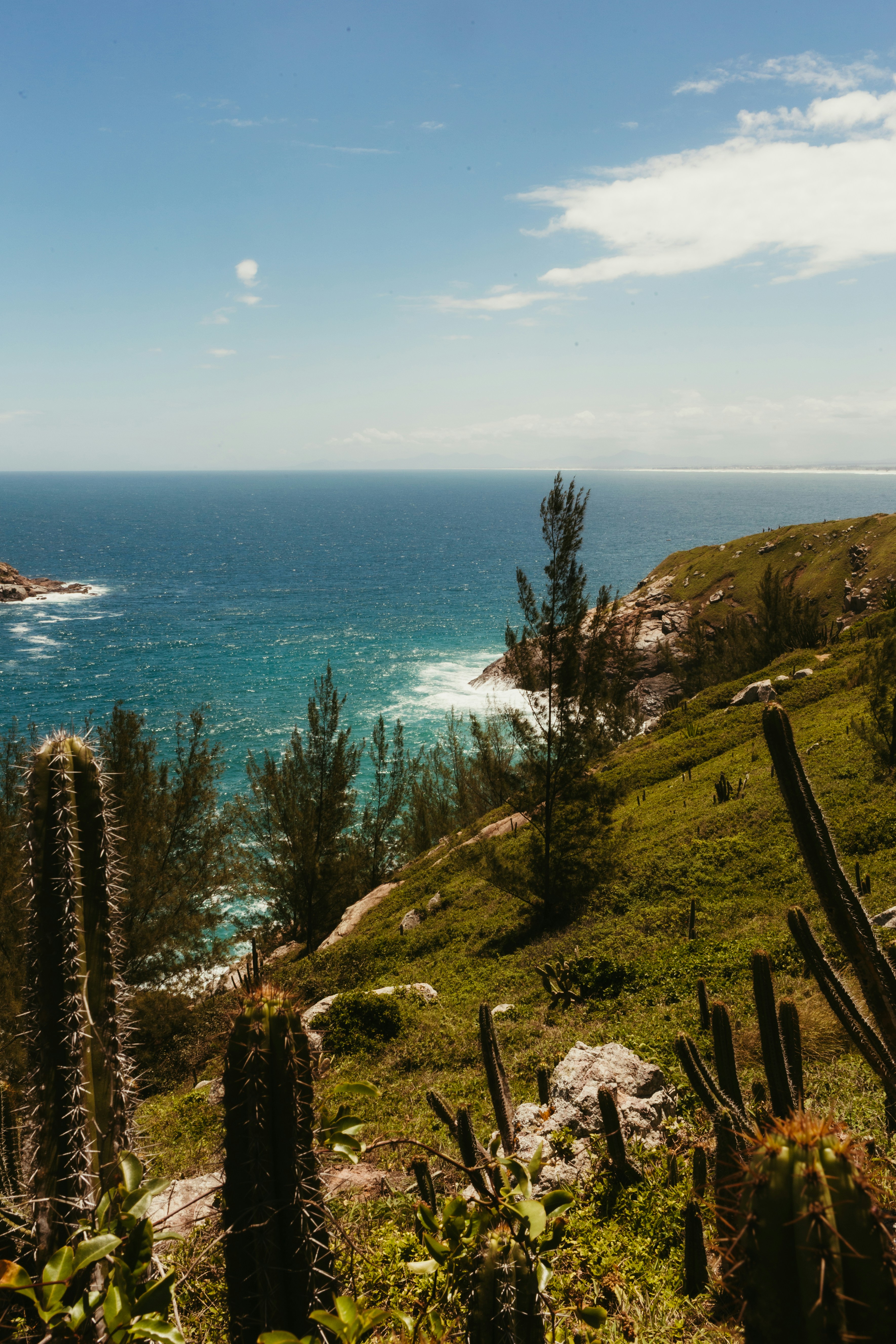 Cacti and trees on a grassy cliff overlooking the ocean
