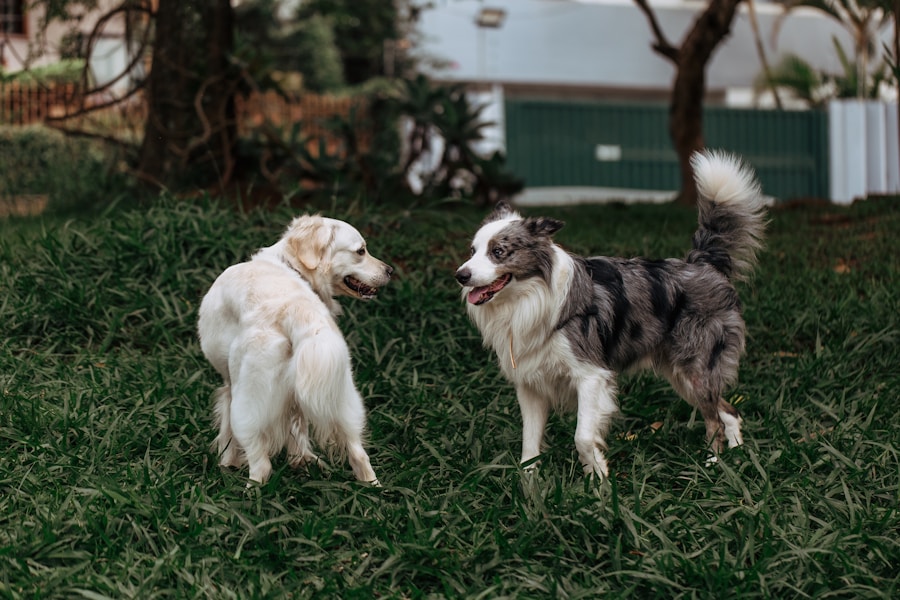 Alpha Dog and Pack Leader Theory: Why It's Wrong and What Works Instead