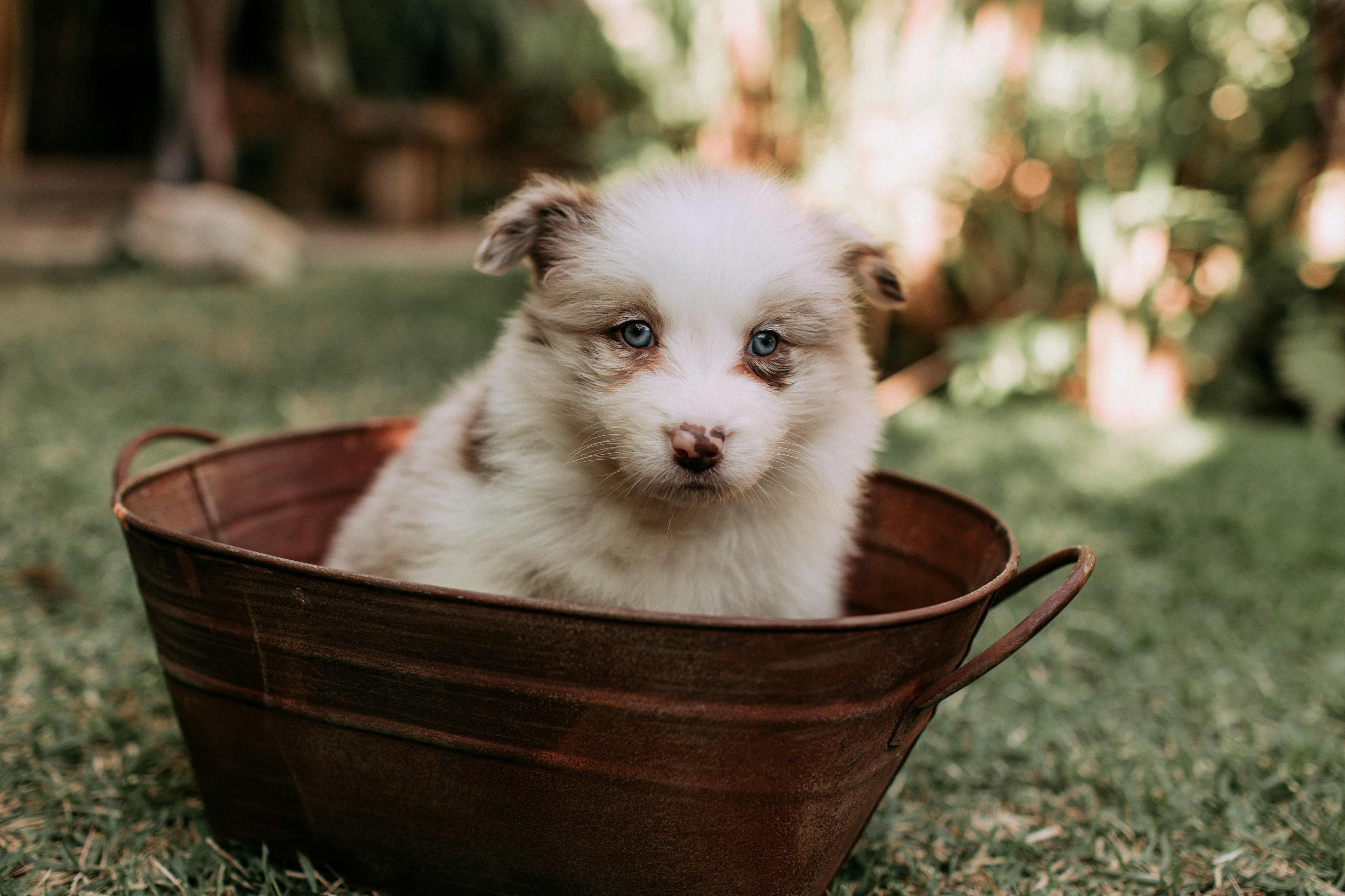 How Often Should You Bathe Your Australian Shepherd? A Practical Guide