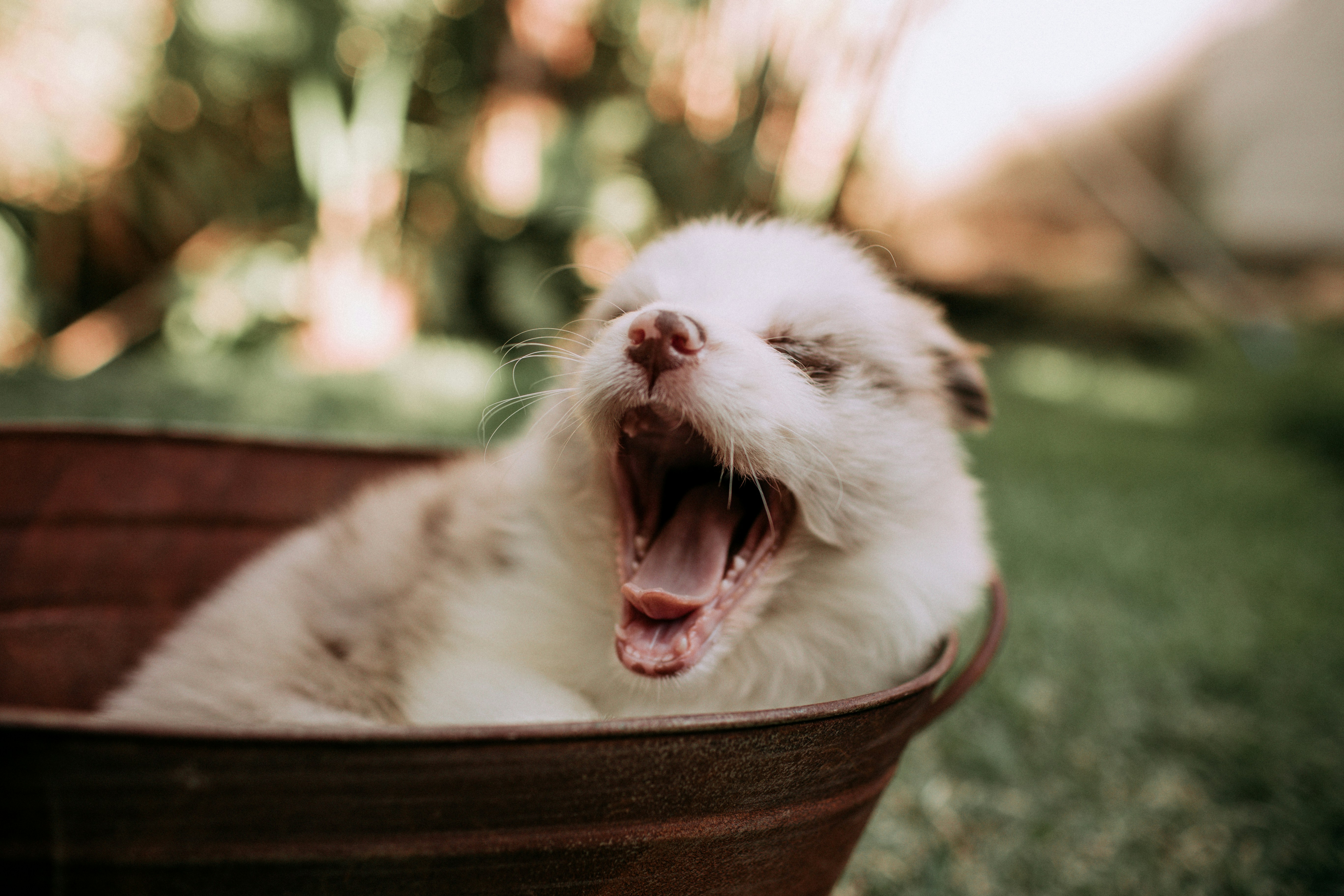 A sleepy puppy yawning in a rustic bucket