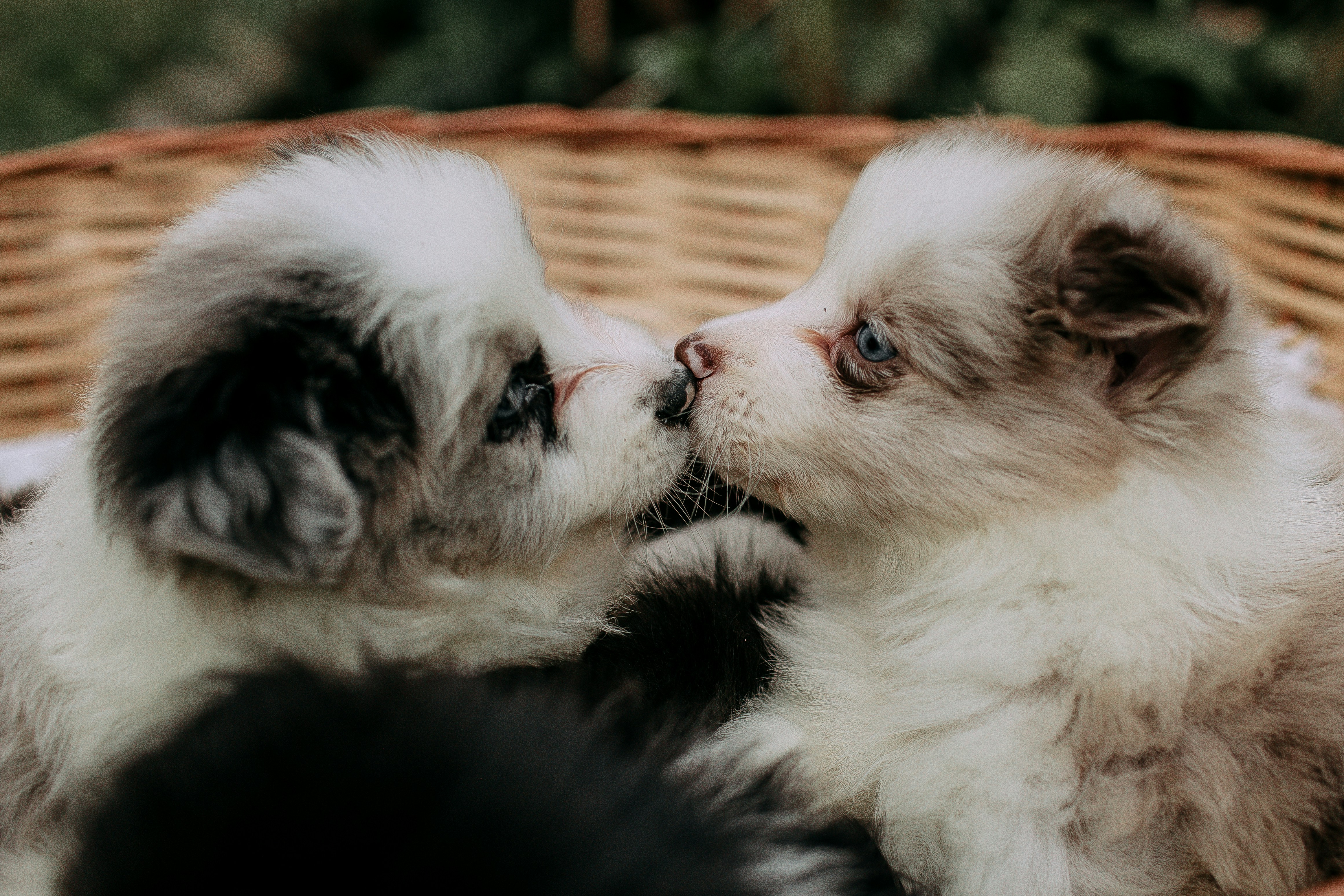 Two fluffy puppies sharing a gentle kiss.