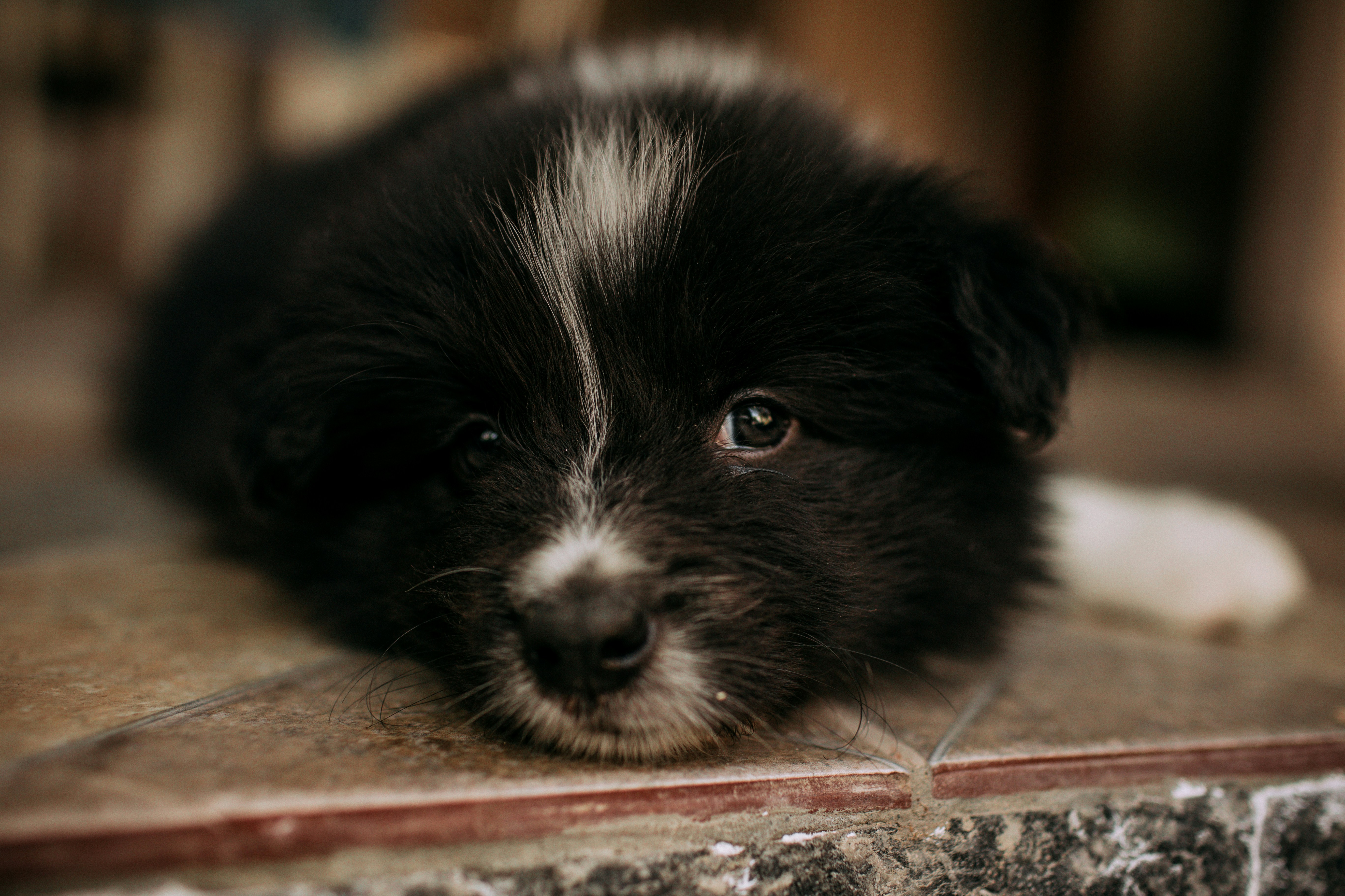 Creating Your Puppy’s Perfect Play Space: Essentials and Tips